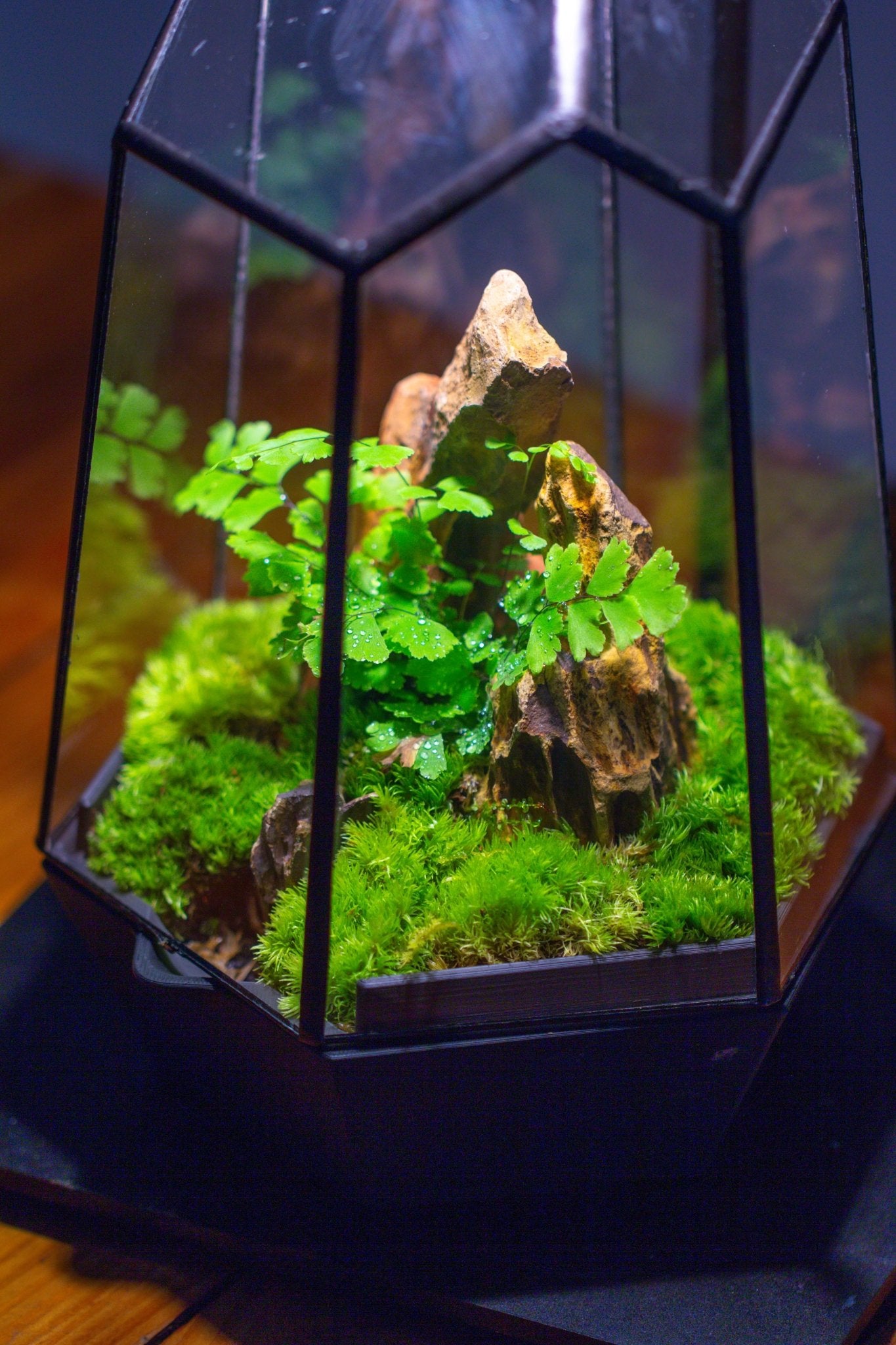 Self - Contained Close Terrarium with Waterproof Base, Geometric Glass Cover for Moss, Sundew and Venus Flytrap PG01J3 - NCYPgarden