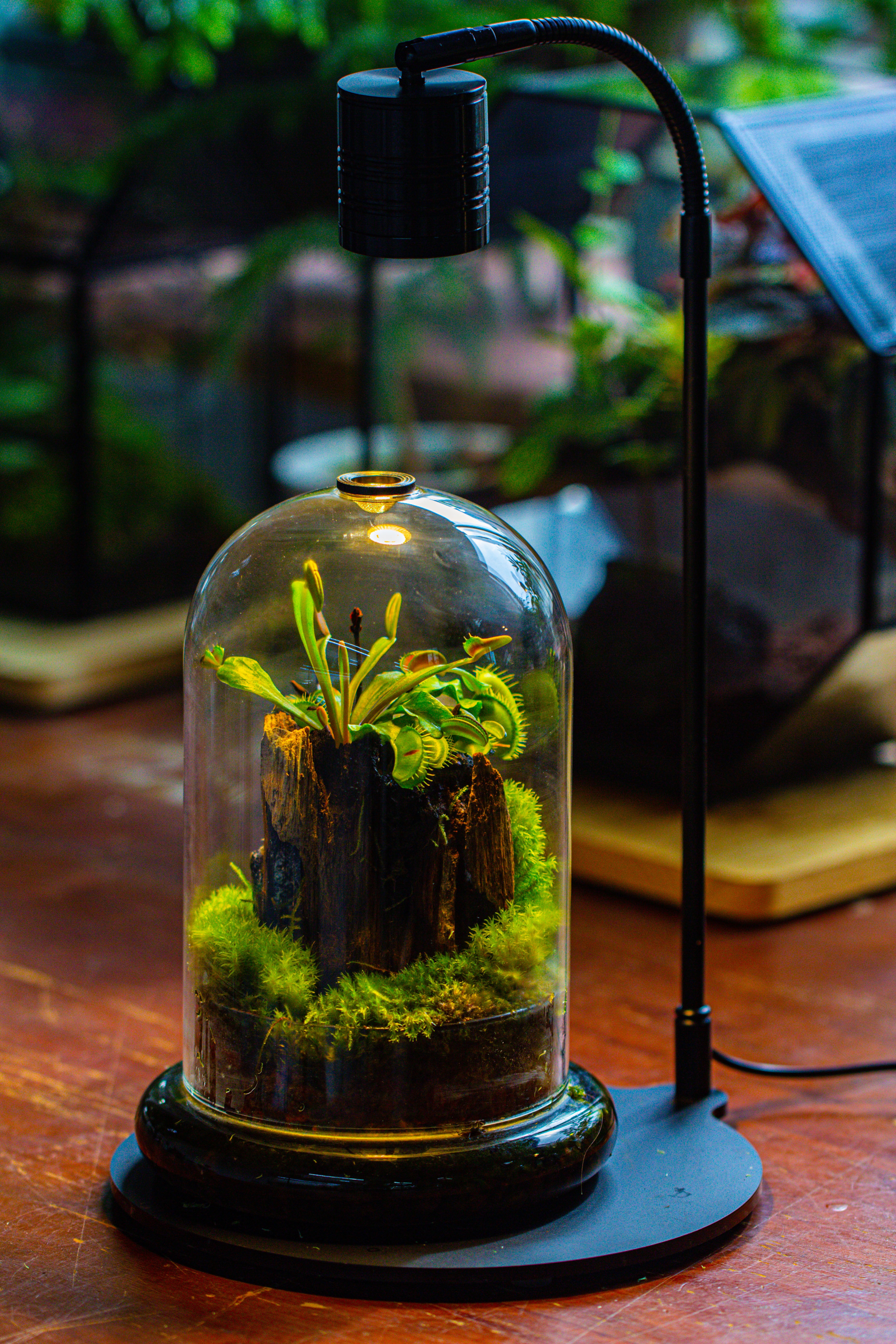 Glass Cloche Terrarium Bell Jar with Glass Base with Top Air Hole, with LED Grow Lamp Set, Glass Dome Planter Set for Plants - NCYPgarden