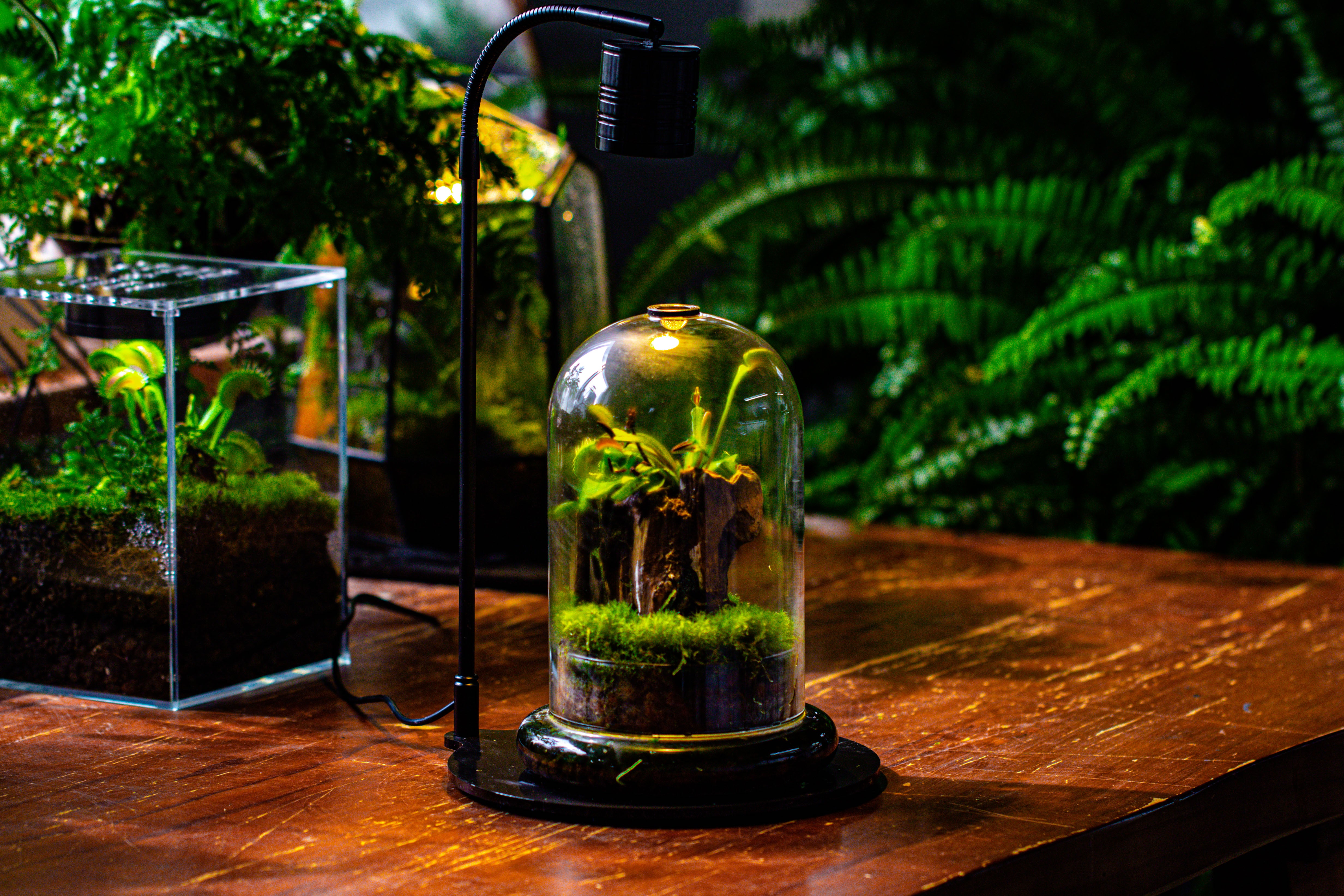 Glass Cloche Terrarium Bell Jar with Glass Base with Top Air Hole, with LED Grow Lamp Set, Glass Dome Planter Set for Plants - NCYPgarden