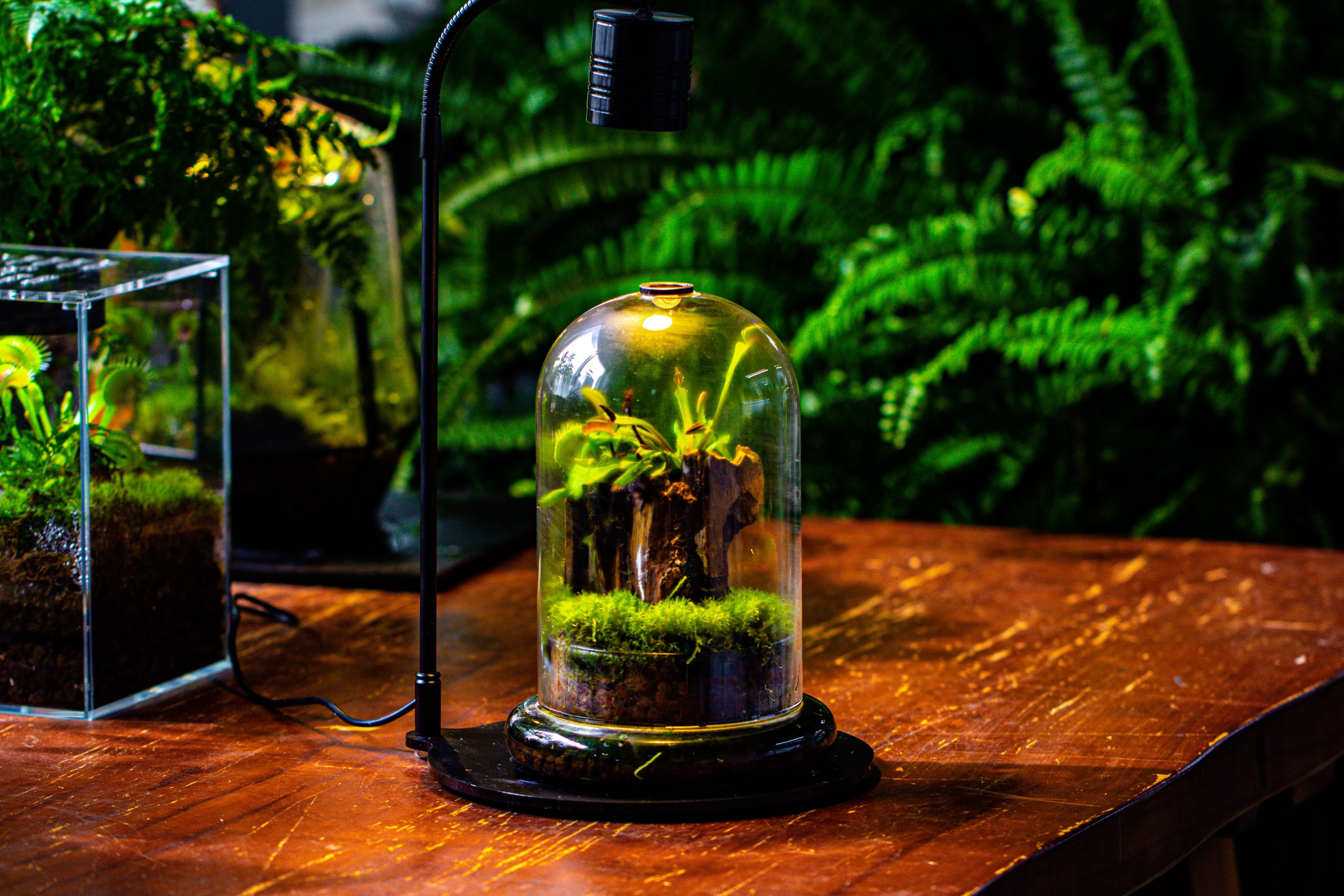Glass Cloche Terrarium Bell Jar with Glass Base with Top Air Hole, with LED Grow Lamp Set, Glass Dome Planter Set for Plants - NCYPgarden