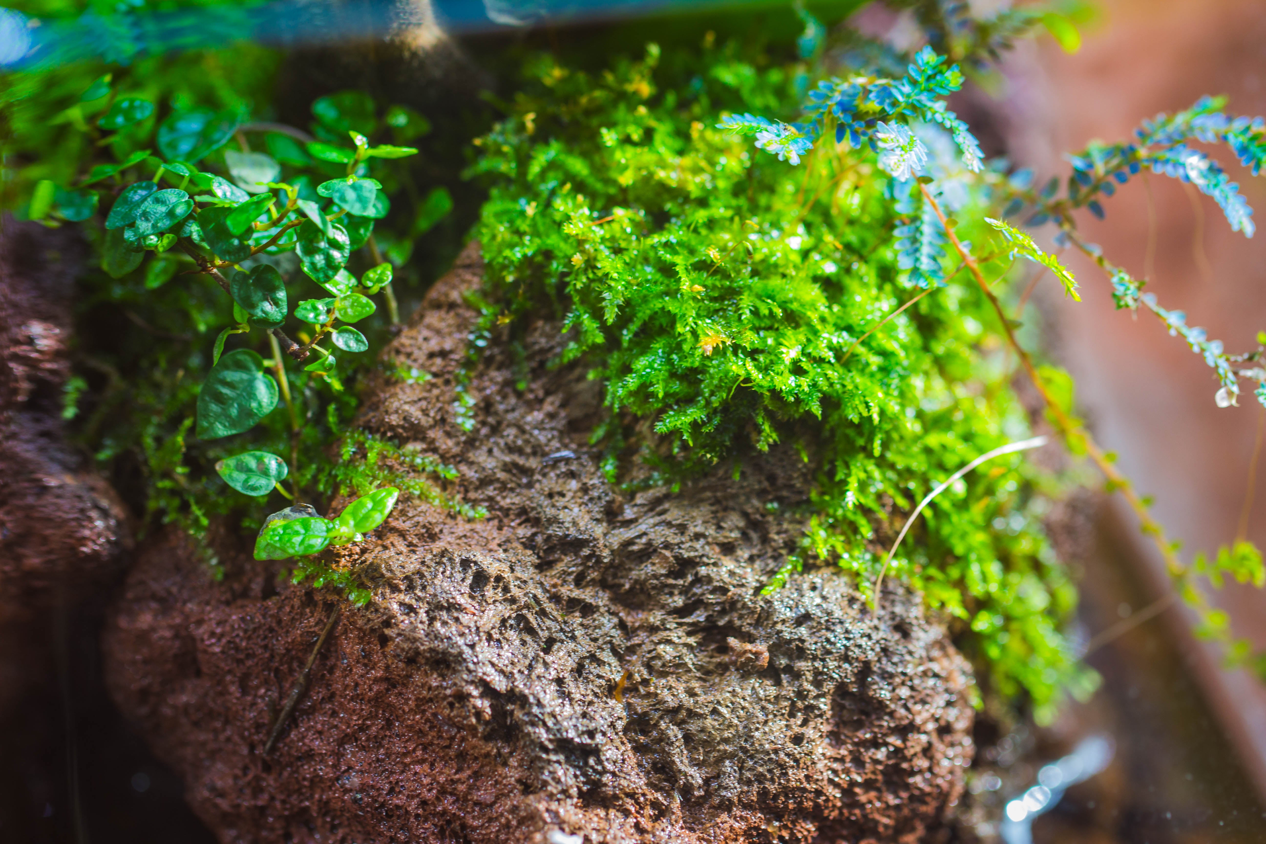 Open Bog Terrarium with LED Building DIY Set for Carnivorous Plants: Pitcher - NCYPgarden