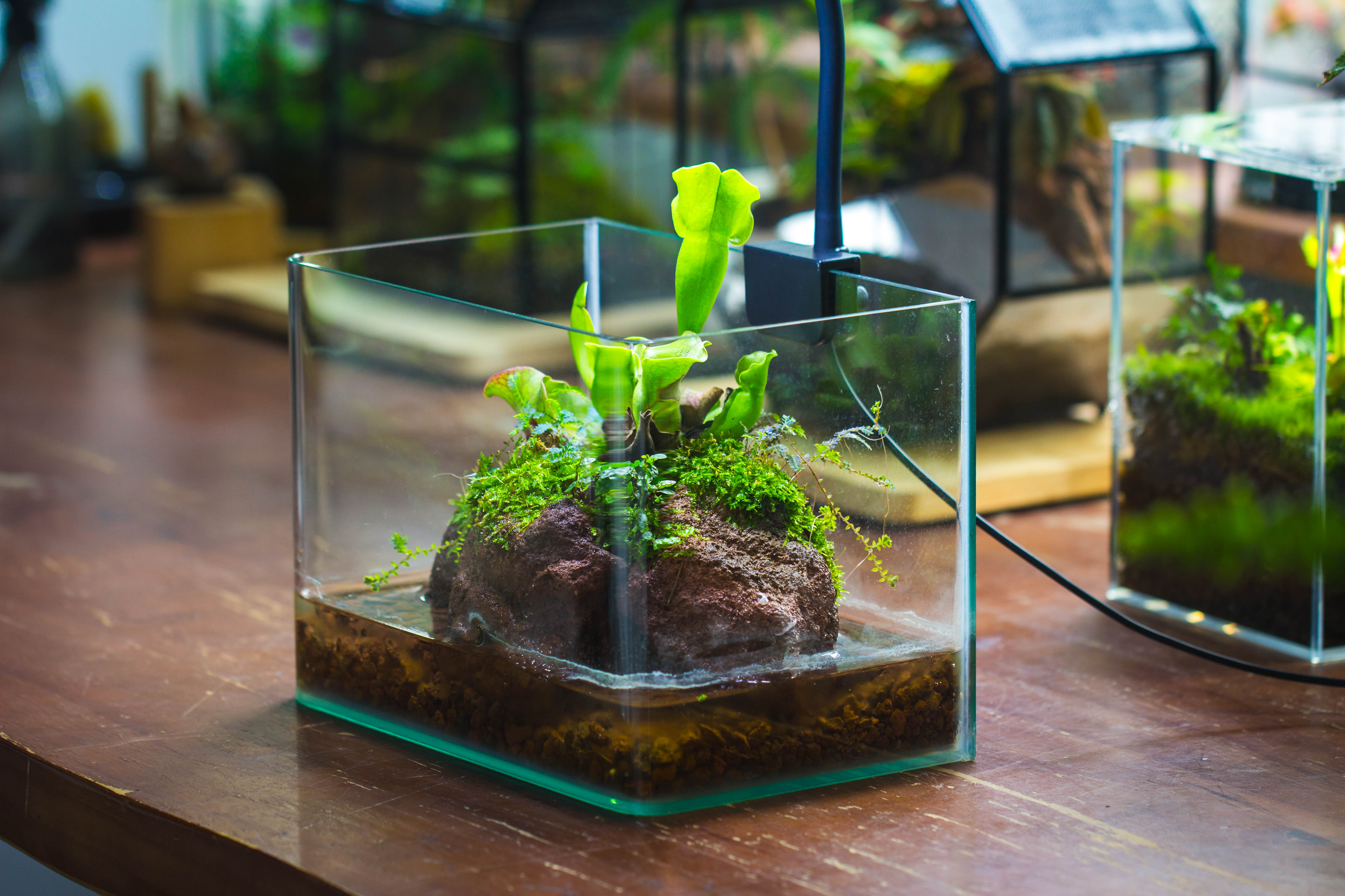 Open Bog Terrarium with LED Building DIY Set for Carnivorous Plants: Pitcher - NCYPgarden