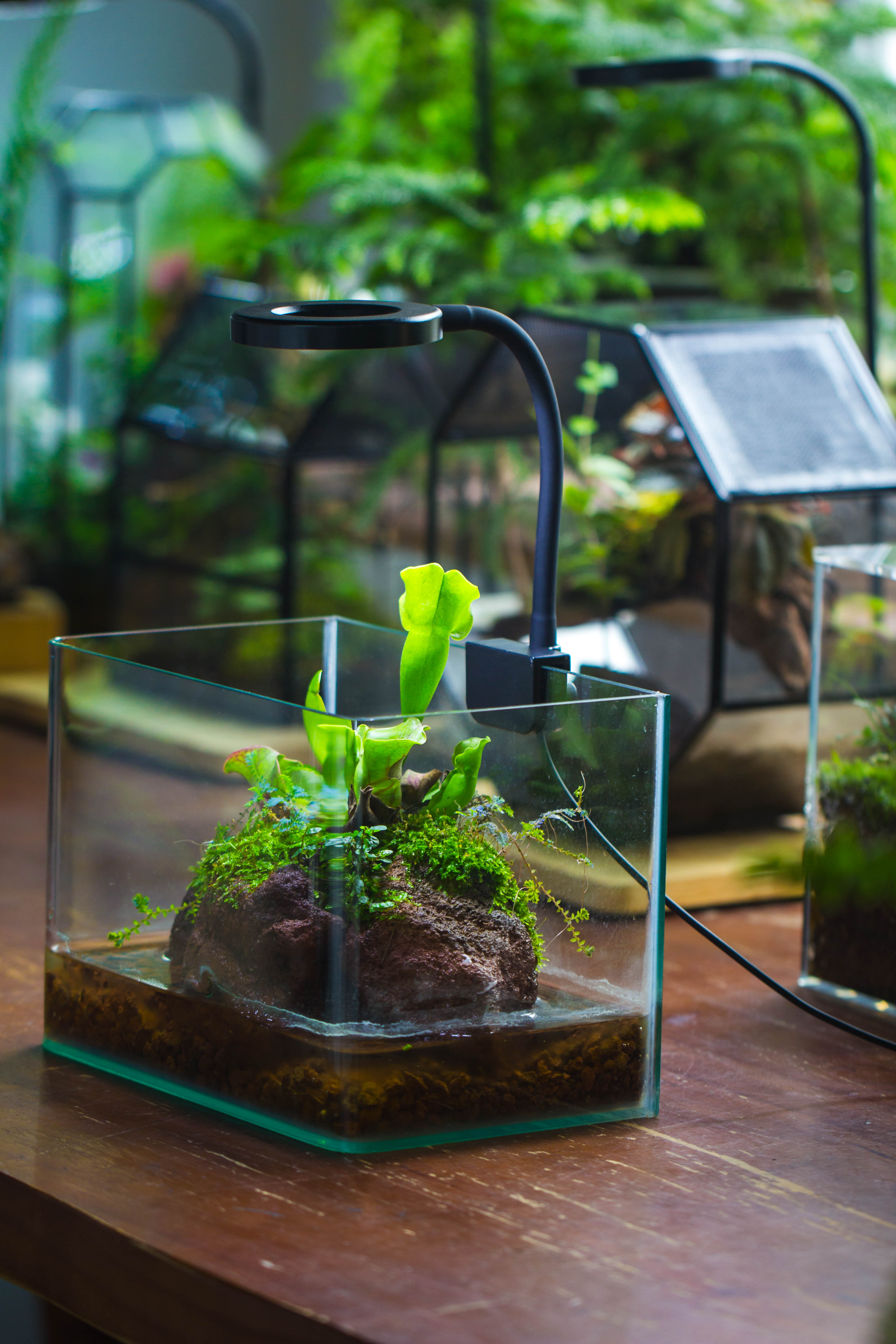 Open Bog Terrarium with LED Building DIY Set for Carnivorous Plants: Pitcher - NCYPgarden