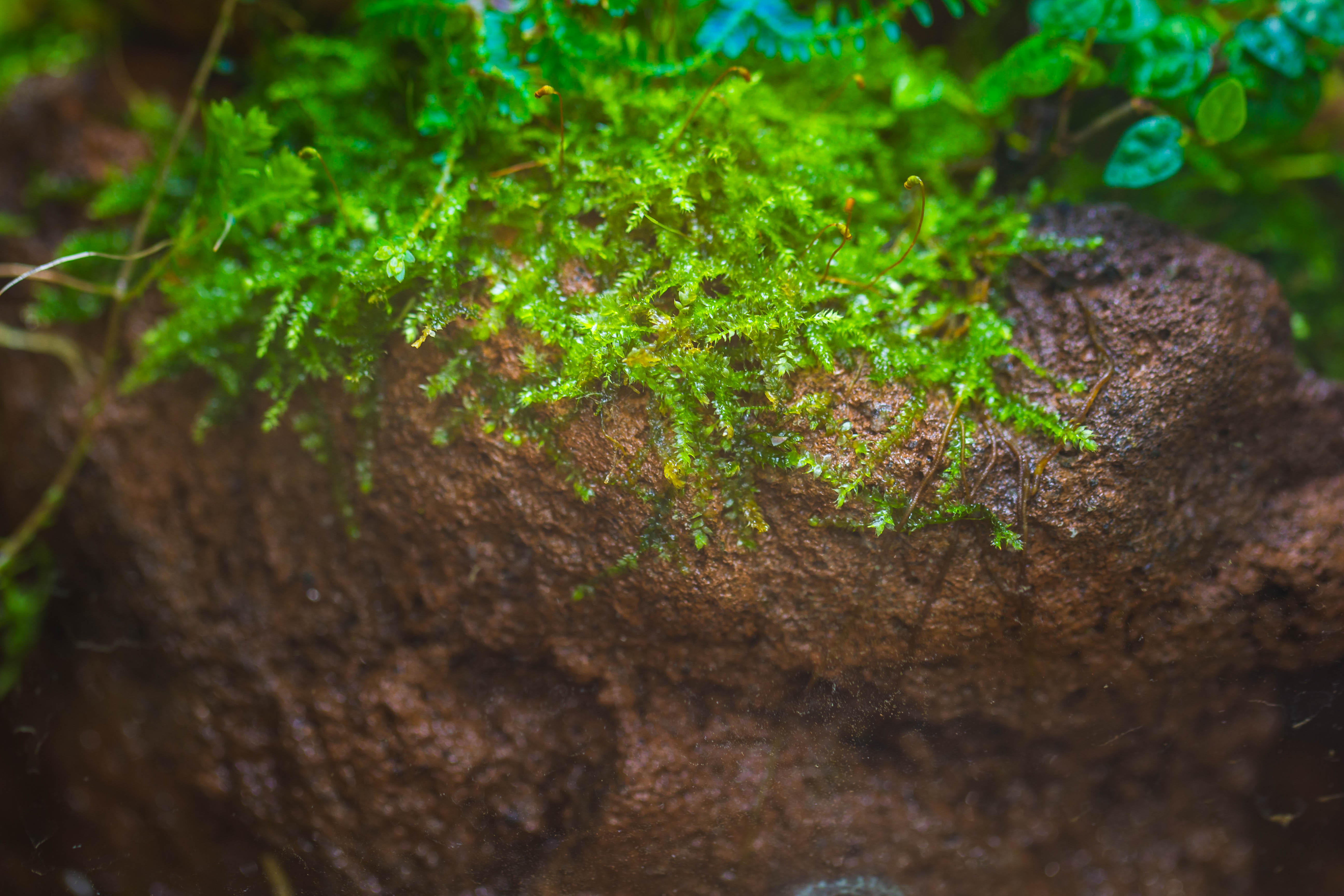 Open Bog Terrarium with LED Building DIY Set for Carnivorous Plants: Pitcher - NCYPgarden