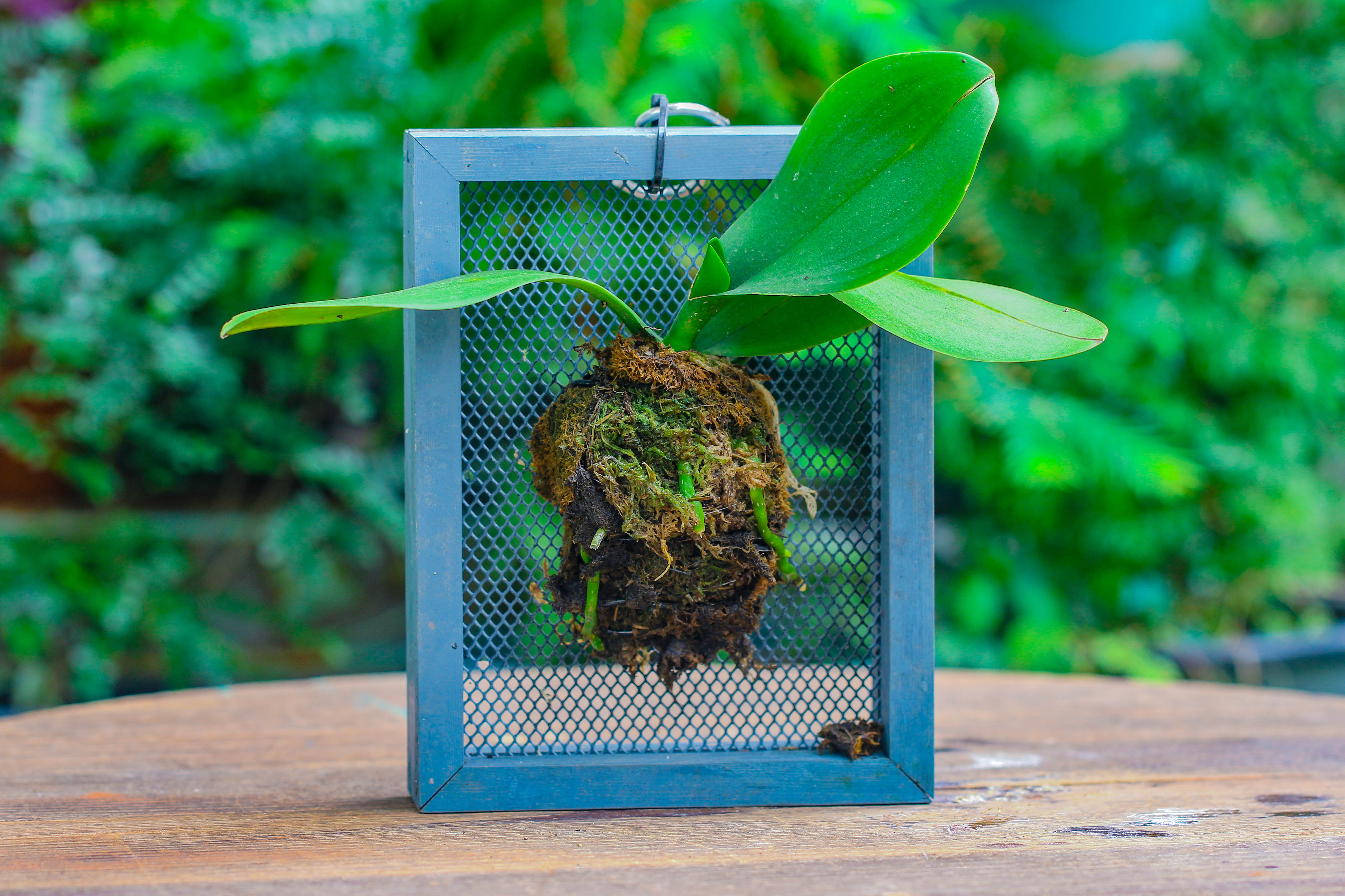 Dried sphagna Sphagni, 24L for DIY, terrarium building, microlandscape, Orchid, fern, vertical gardening - NCYPgarden