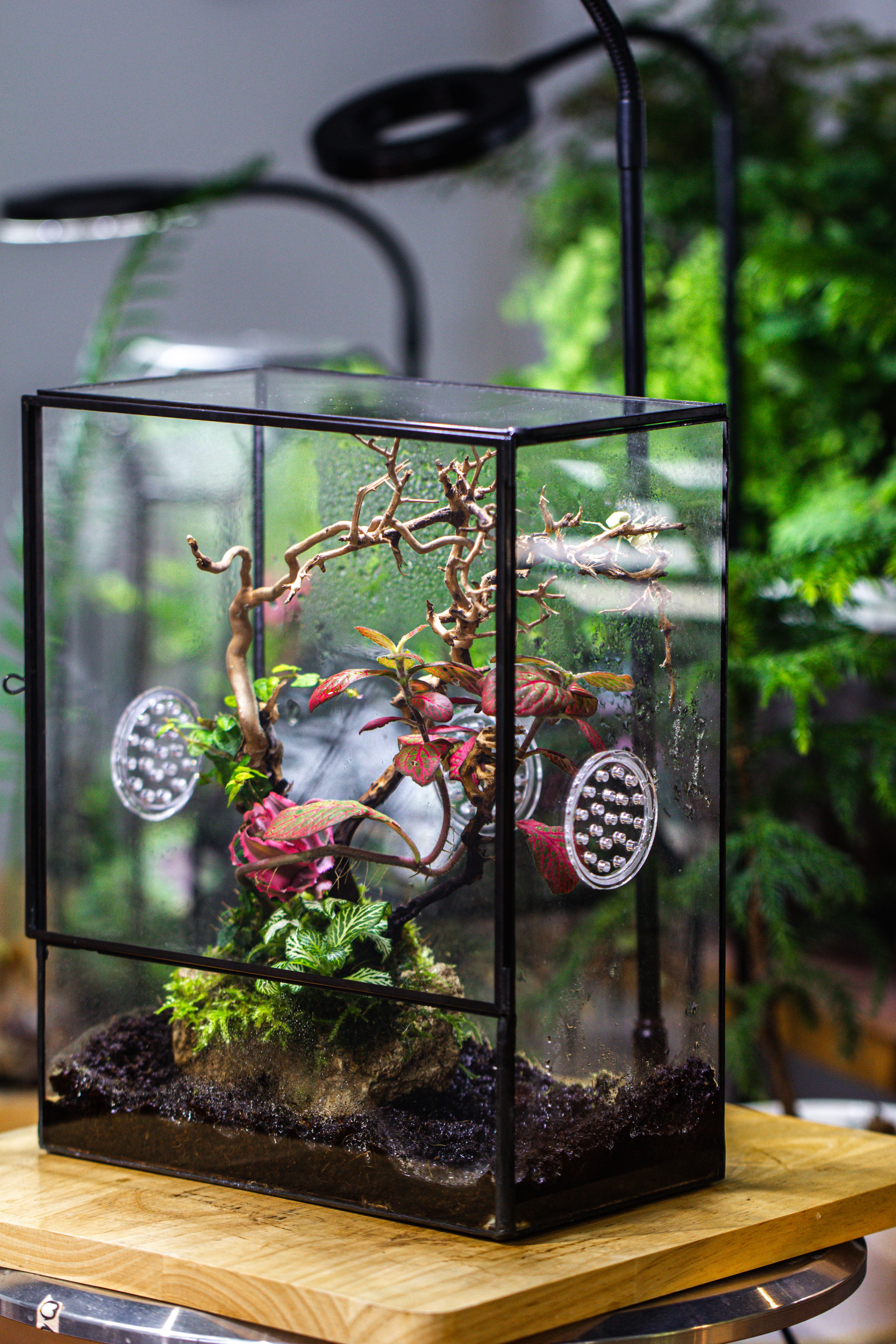 Close Geometric Glass Tin Terrarium with 3 Vents , 8x10" with side door, for insects, snail , spider, micro landscape  -with white light set - NCYPgarden