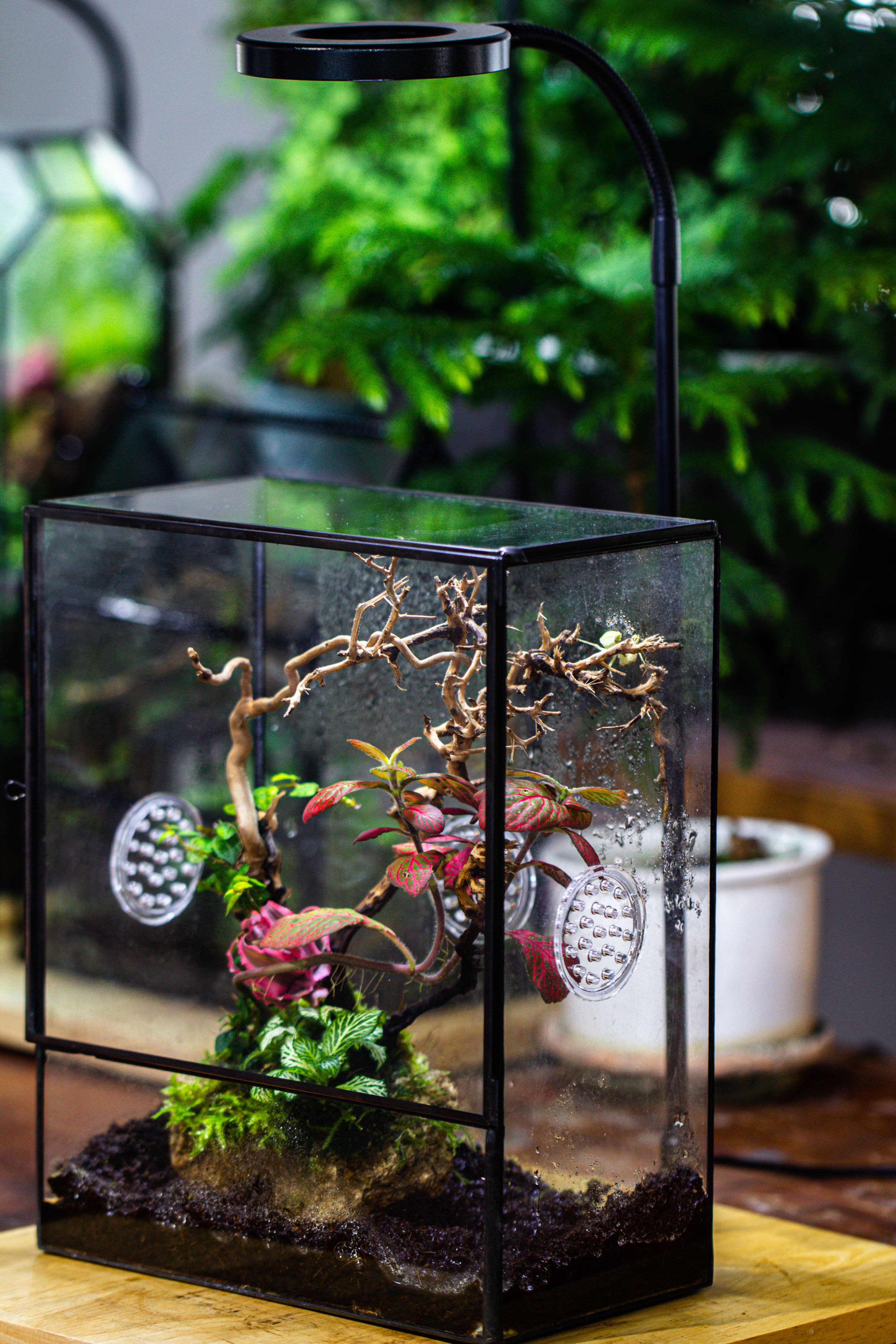 Close Geometric Glass Tin Terrarium with 3 Vents , 8x10" with side door, for insects, snail , spider, micro landscape - NCYPgarden