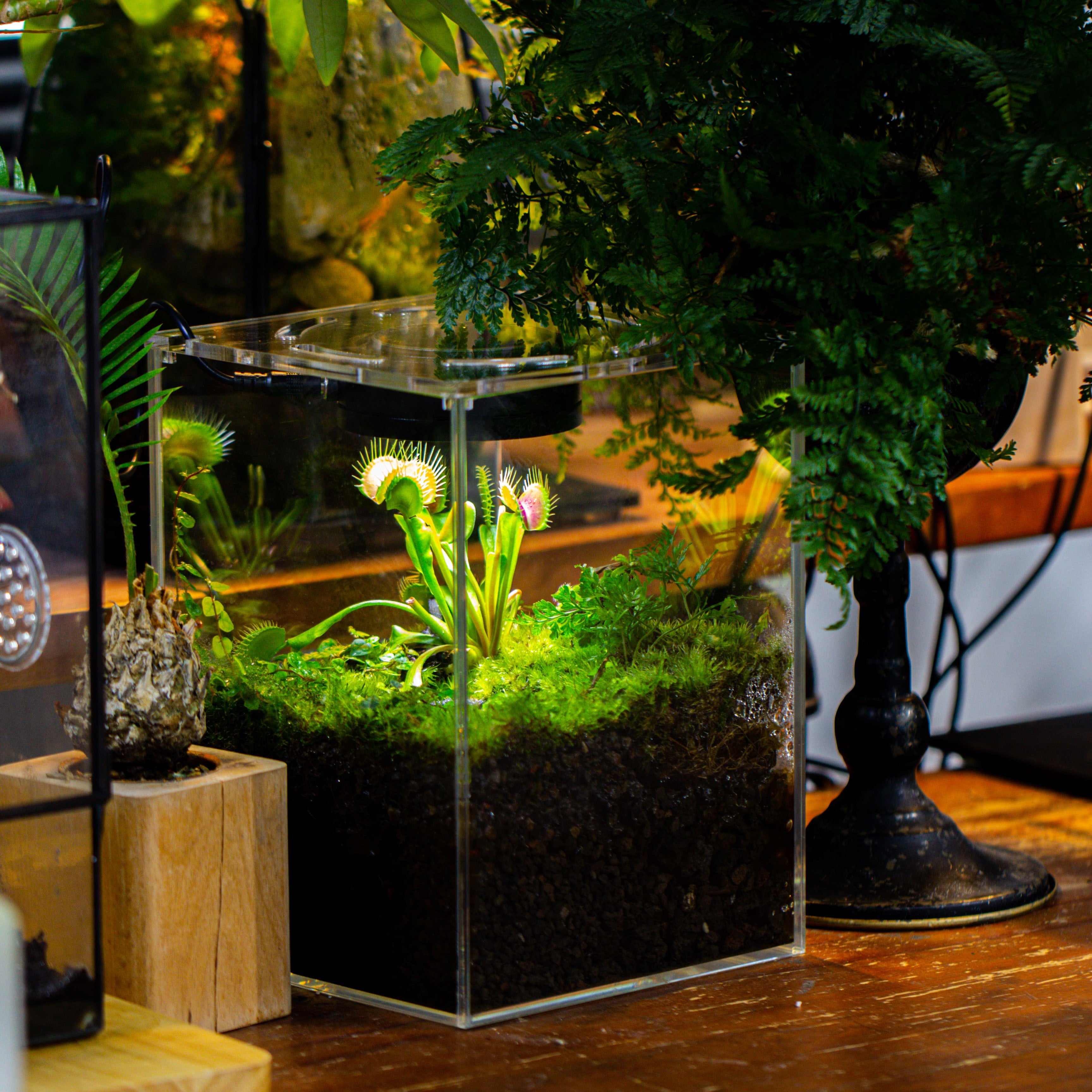 Watertight Glass Tank with LED Grow Light, Acrylic Lid, DIY Terrarium Kit- 25x25x30cm / 9.8x9.8x11.8'' - NCYPgarden