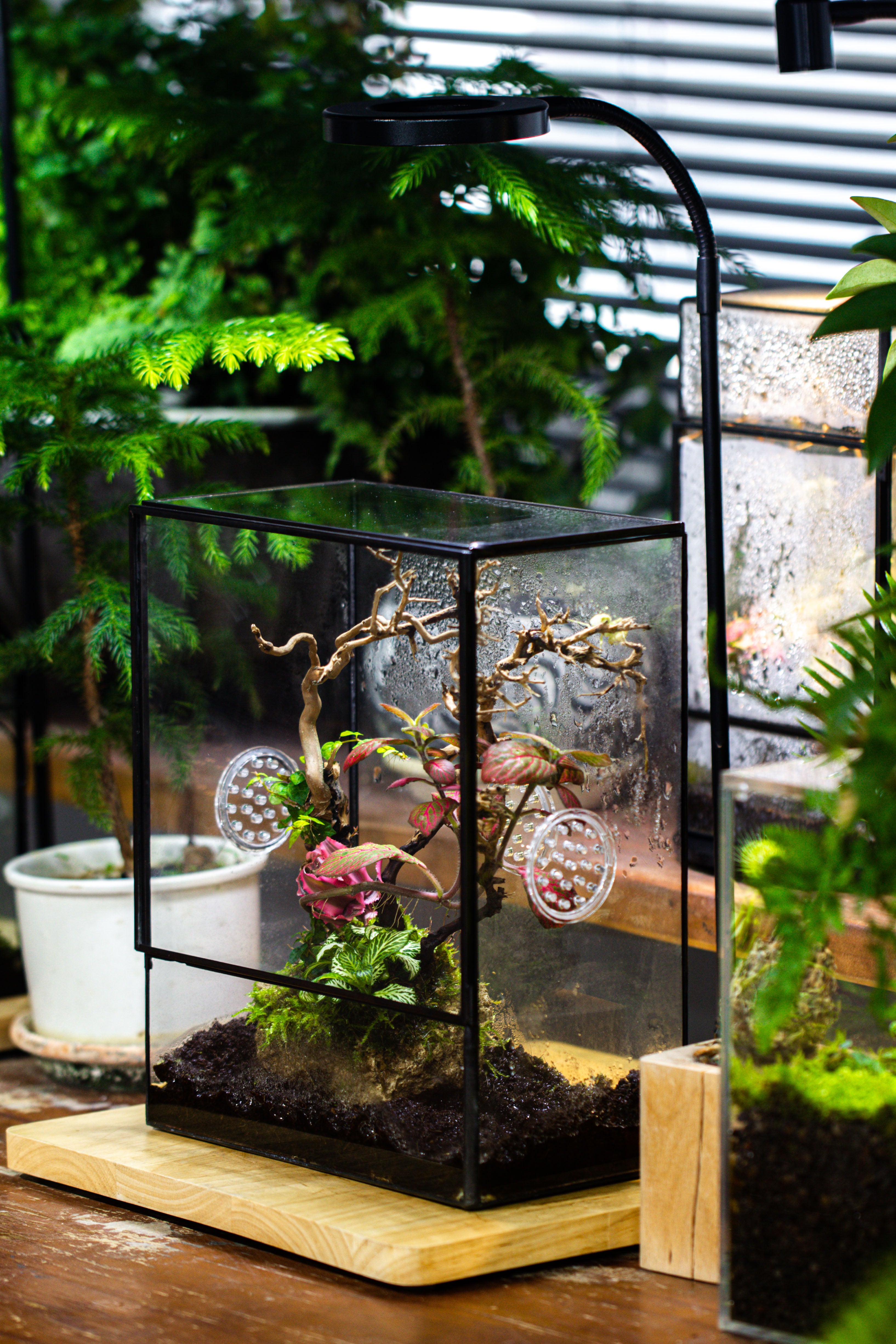 Close Geometric Glass Tin Terrarium with 3 Vents , 8x10" with side door, for insects, snail , spider, micro landscape  -with white light set - NCYPgarden