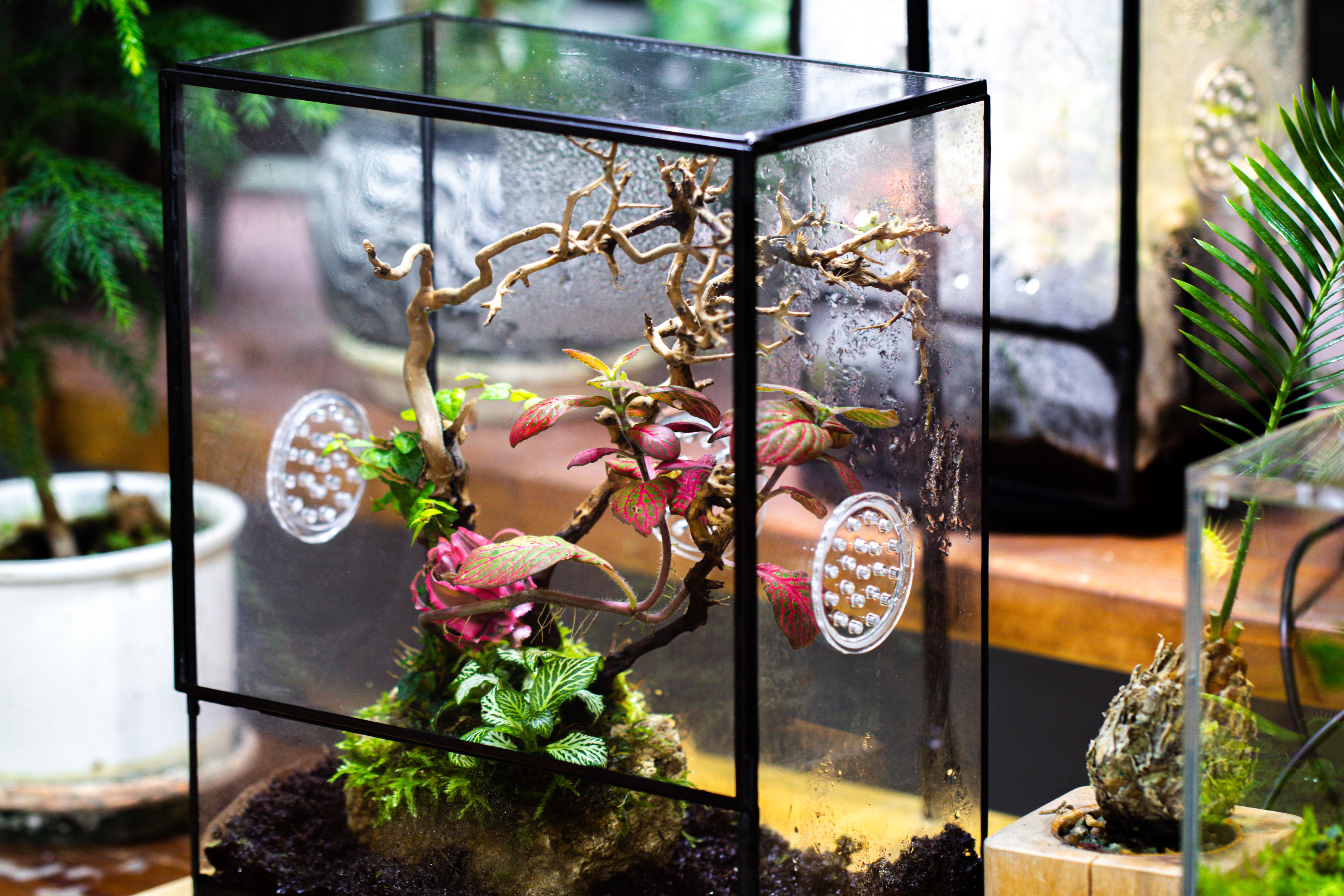 Close Geometric Glass Tin Terrarium with 3 Vents , 8x10" with side door, for insects, snail , spider, micro landscape - NCYPgarden