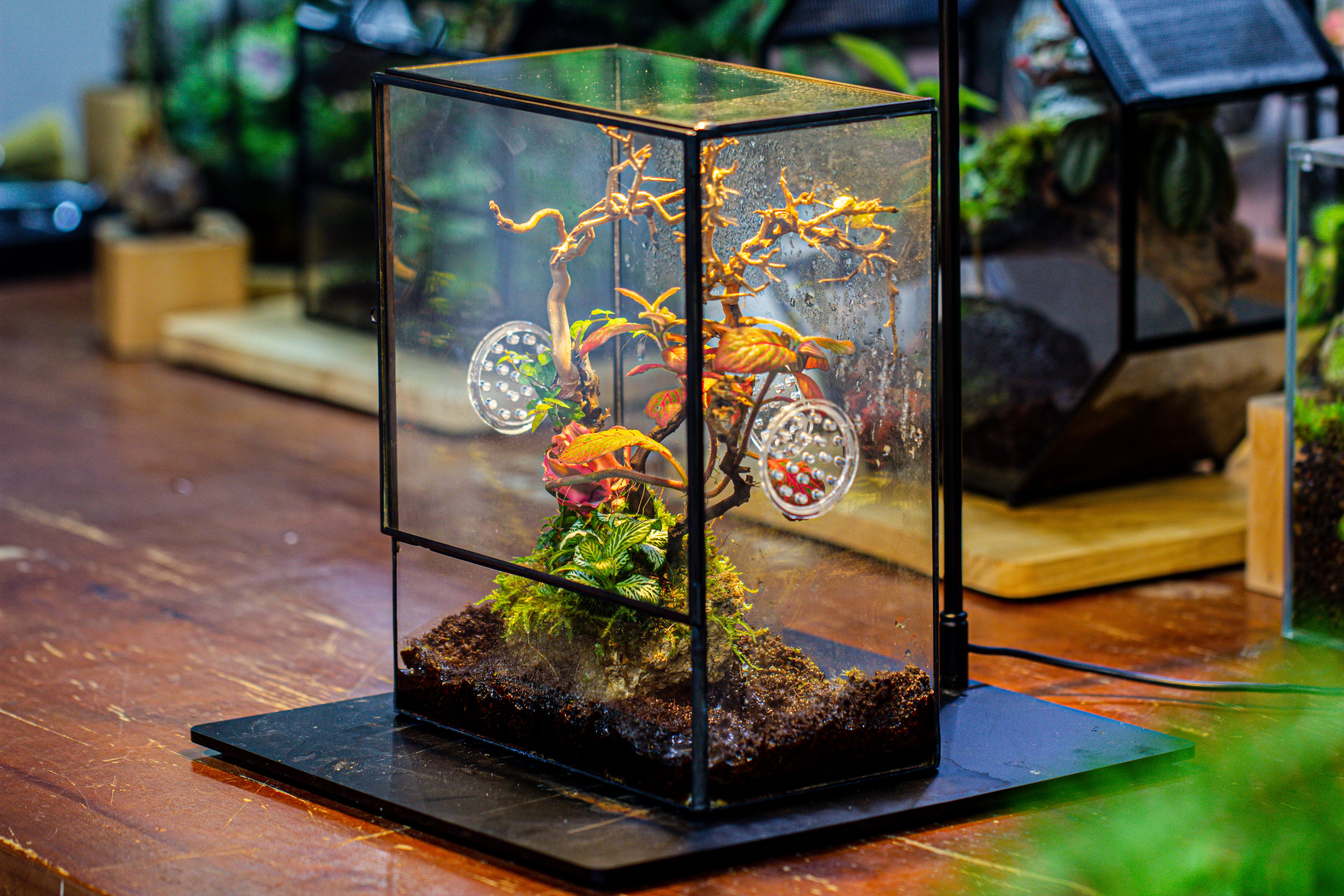 Close Geometric Glass Tin Terrarium with 3 Vents , 8x10" with side door, for insects, snail , spider, micro landscape - NCYPgarden
