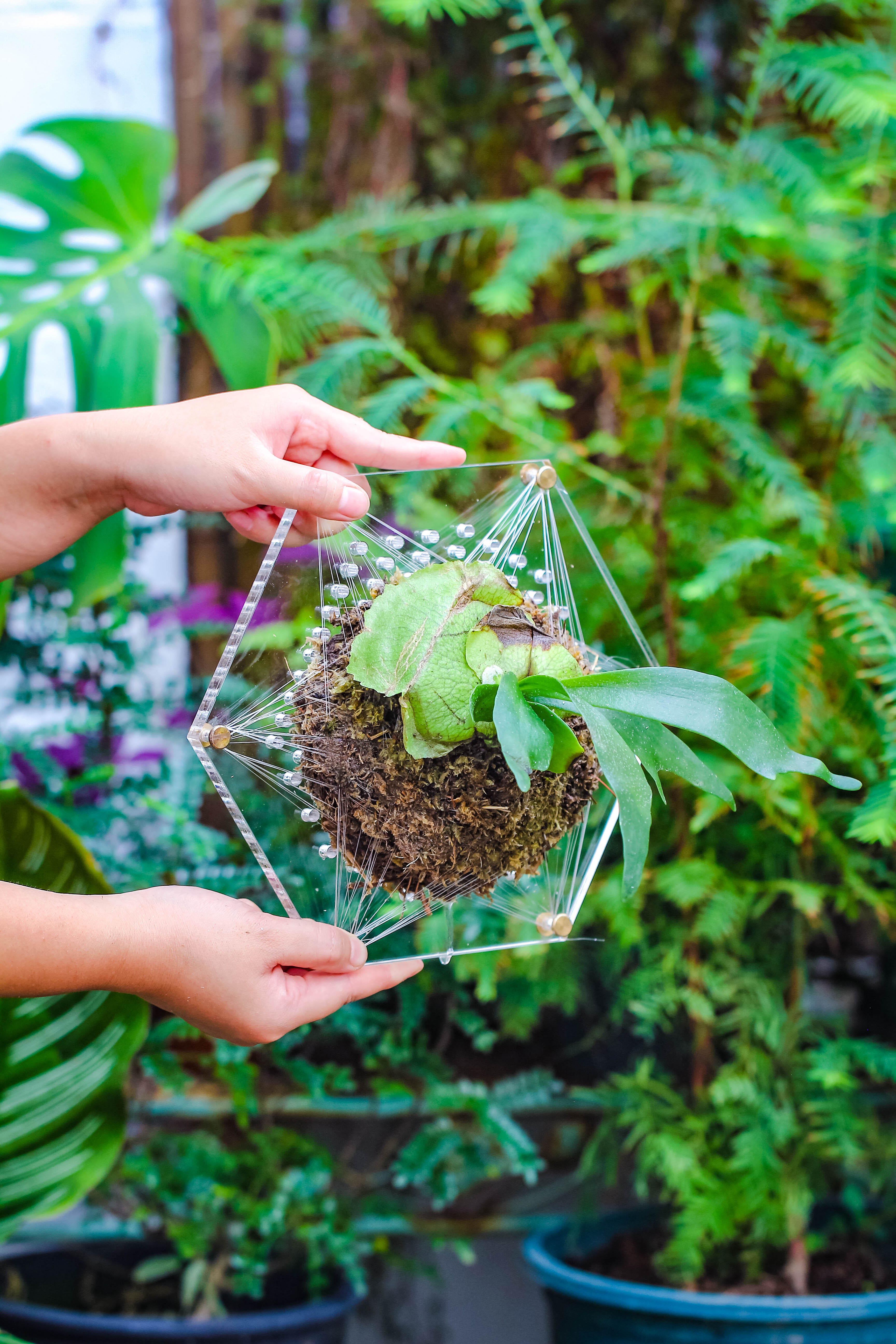 Dried sphagna Sphagni, 24L for DIY, terrarium building, microlandscape, Orchid, fern, vertical gardening - NCYPgarden