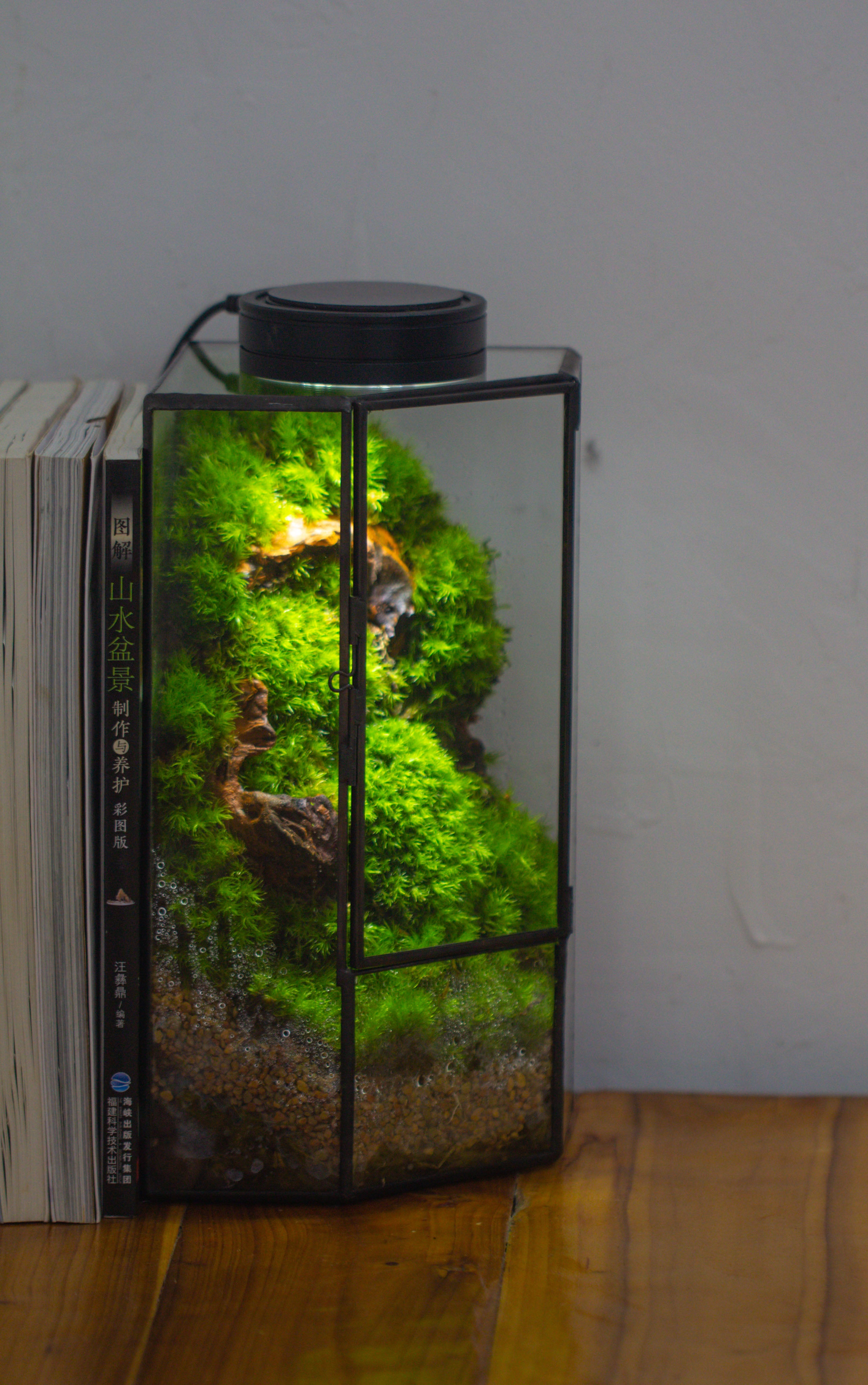 Small Version Handmade Glass Terrarium with Door for Plant, Moss Wall, Closed Geometric Tin Pentagon Planter - NCYPgarden