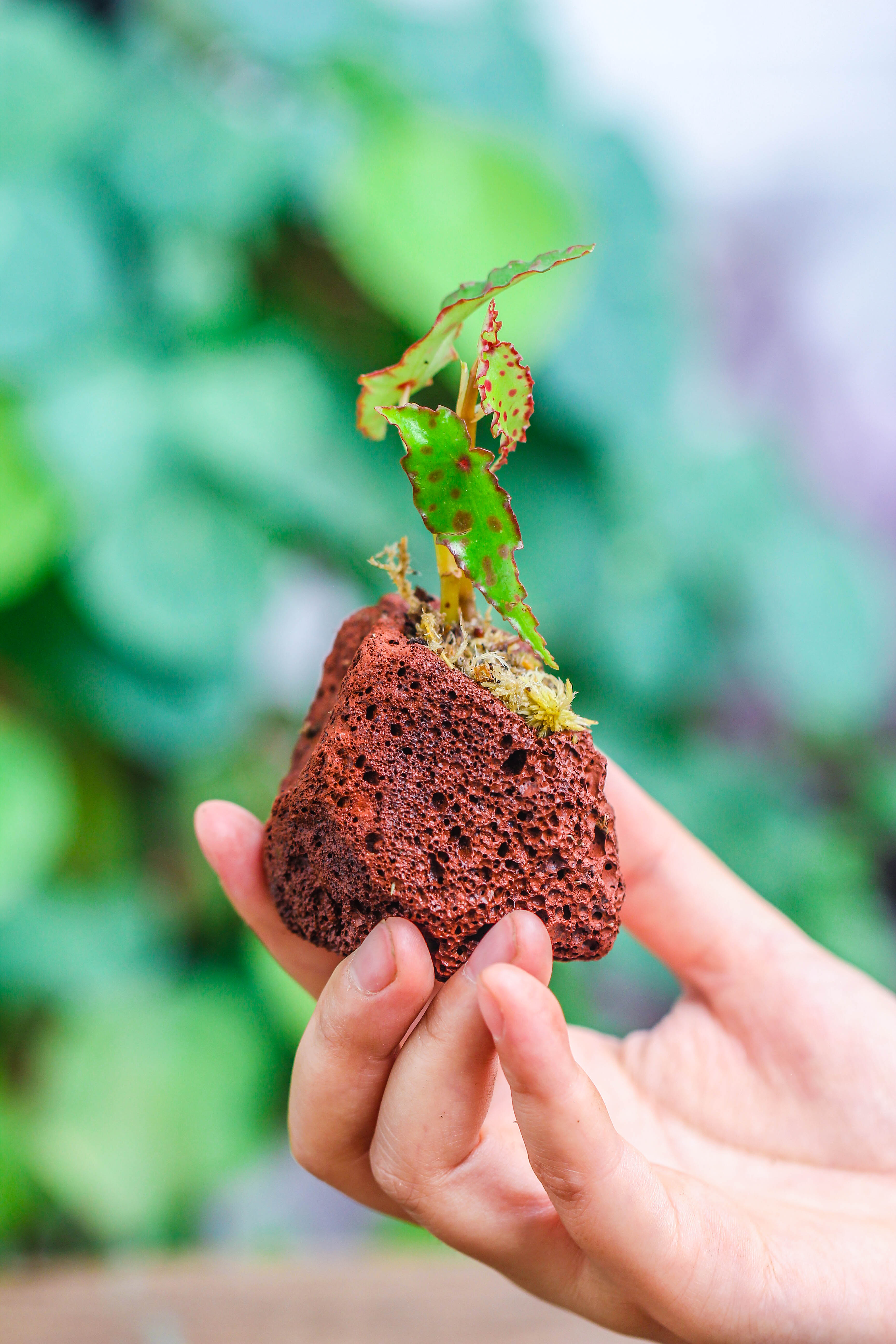 5-8cm Red Horticultural Lava Rock Volcanic Rock for Terrarium, Bonsai Landscape, 500g - NCYPgarden