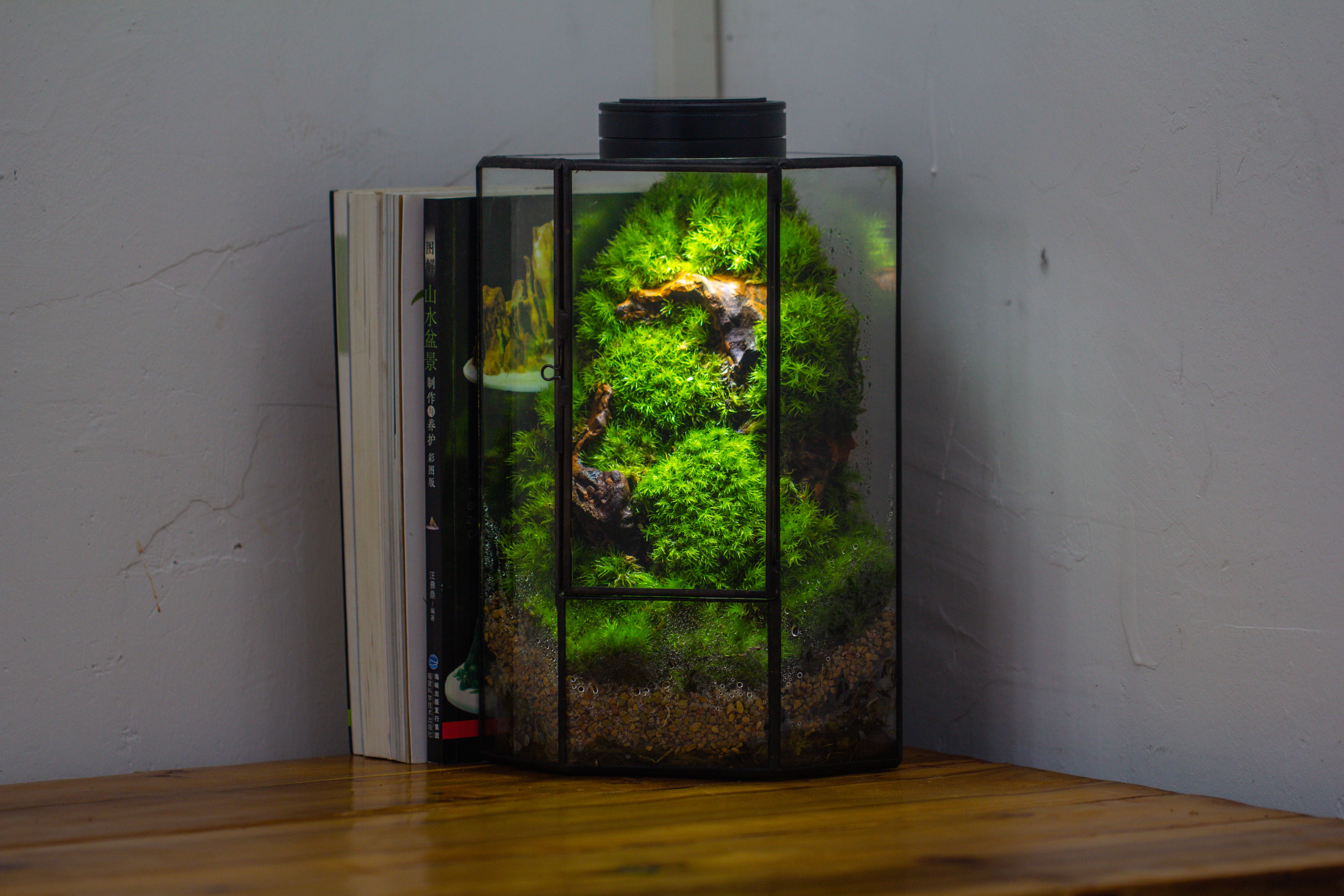 Small Version Handmade Glass Terrarium with Door for Plant, Moss Wall, Closed Geometric Tin Pentagon Planter - NCYPgarden