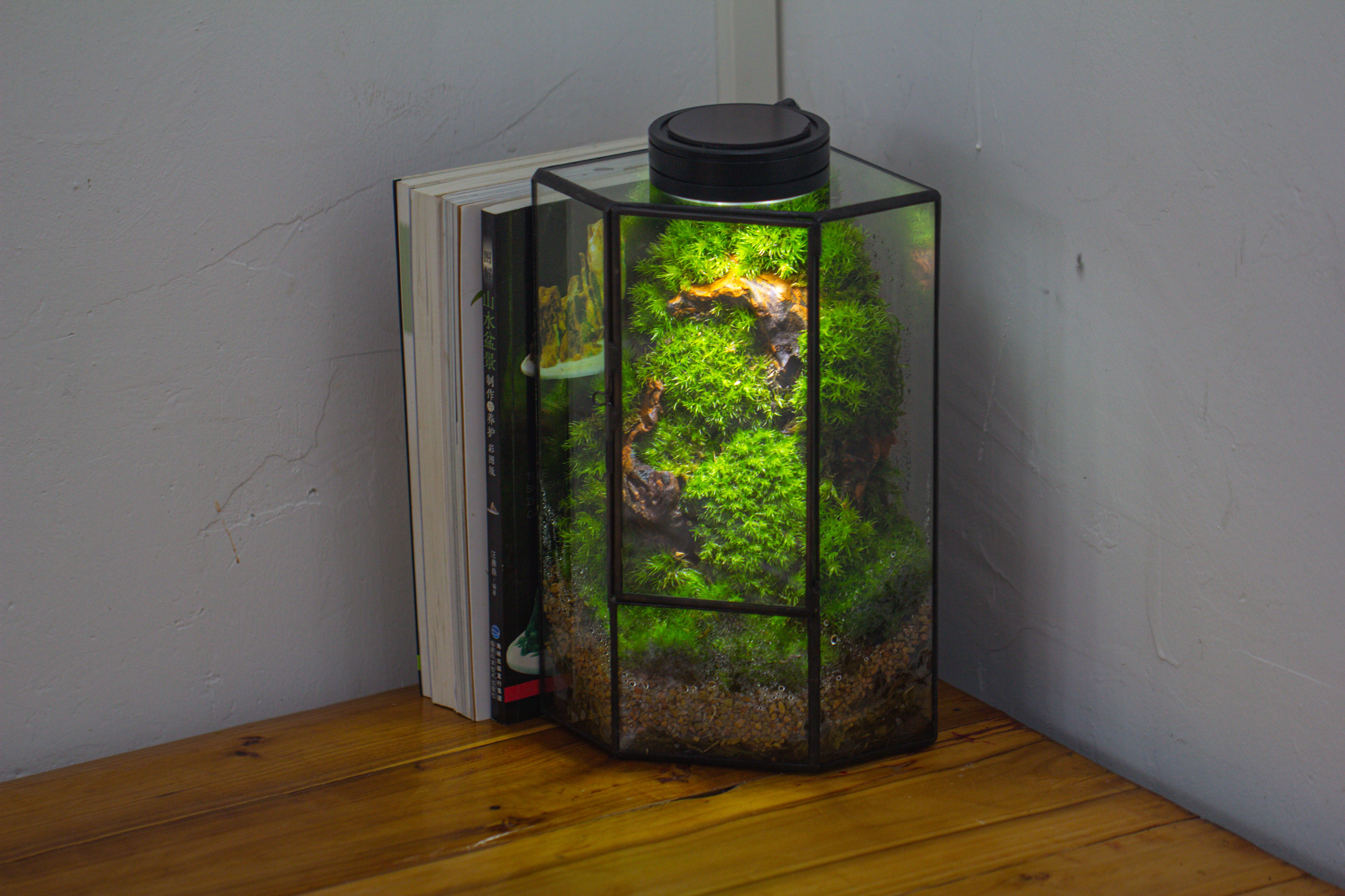 Small Version Handmade Glass Terrarium with Door for Plant, Moss Wall, Closed Geometric Tin Pentagon Planter - NCYPgarden