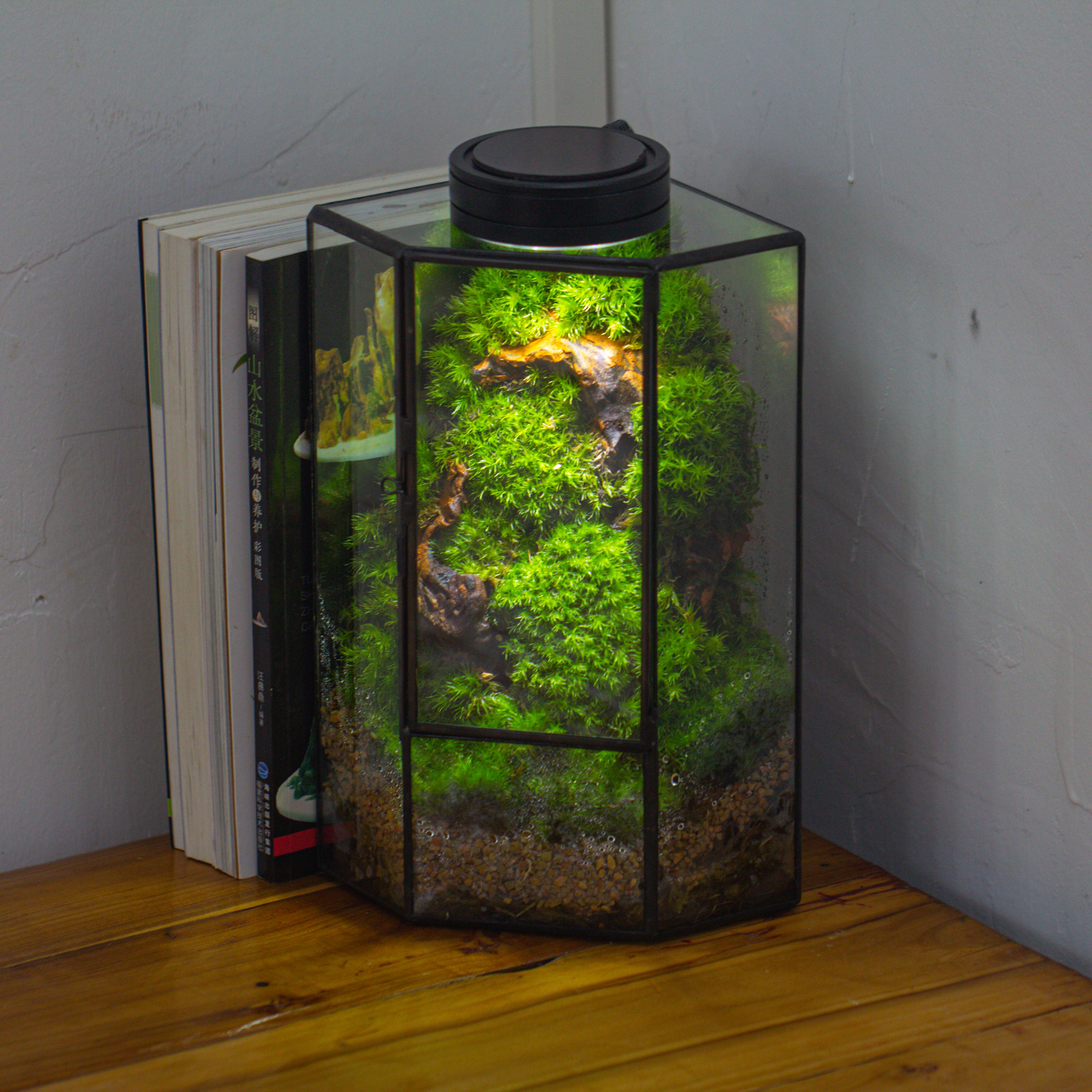 Small Version Handmade Glass Terrarium with Door for Plant, Moss Wall, Closed Geometric Tin Pentagon Planter - NCYPgarden