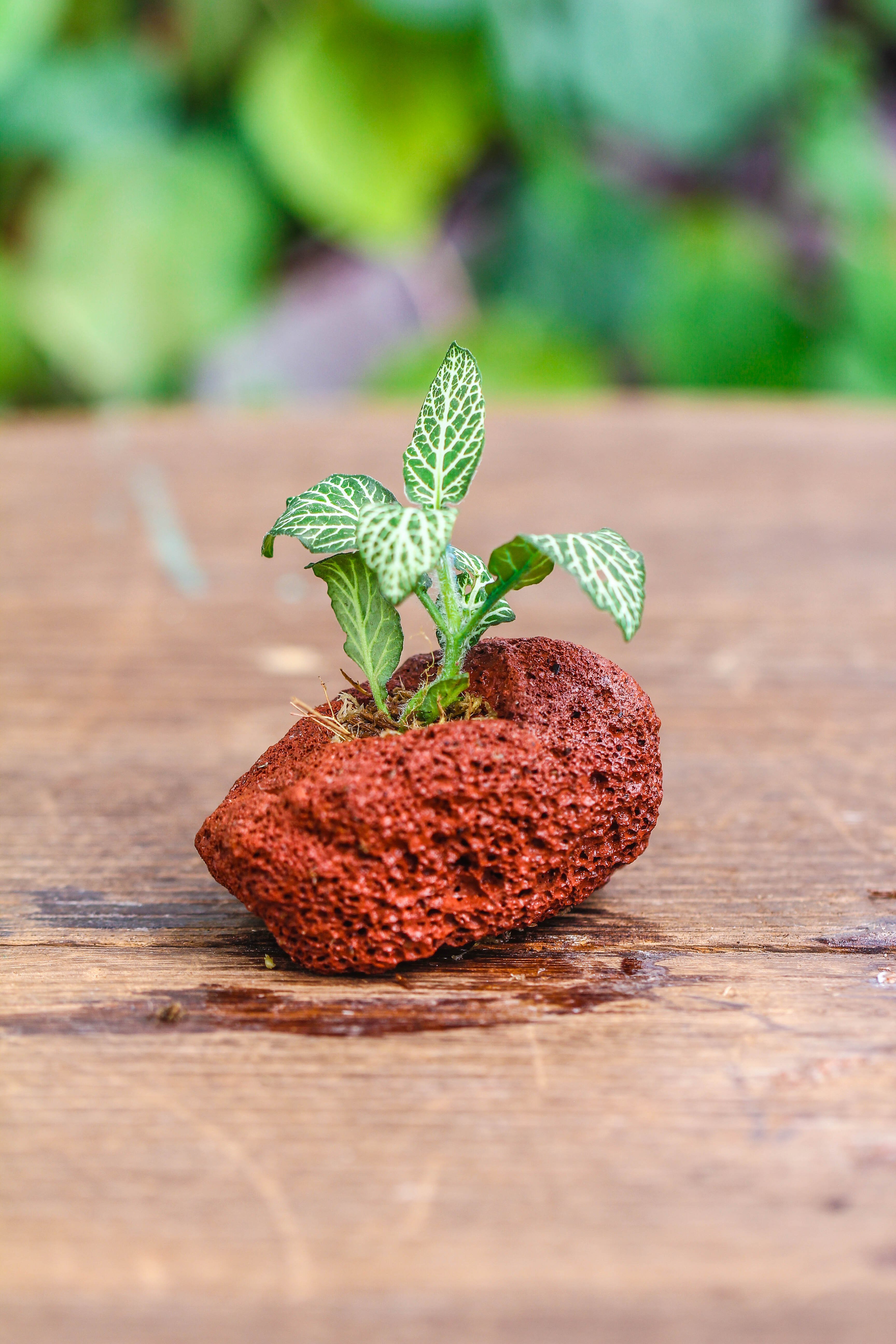 5-8cm Red Horticultural Lava Rock Volcanic Rock for Terrarium, Bonsai Landscape, 500g - NCYPgarden