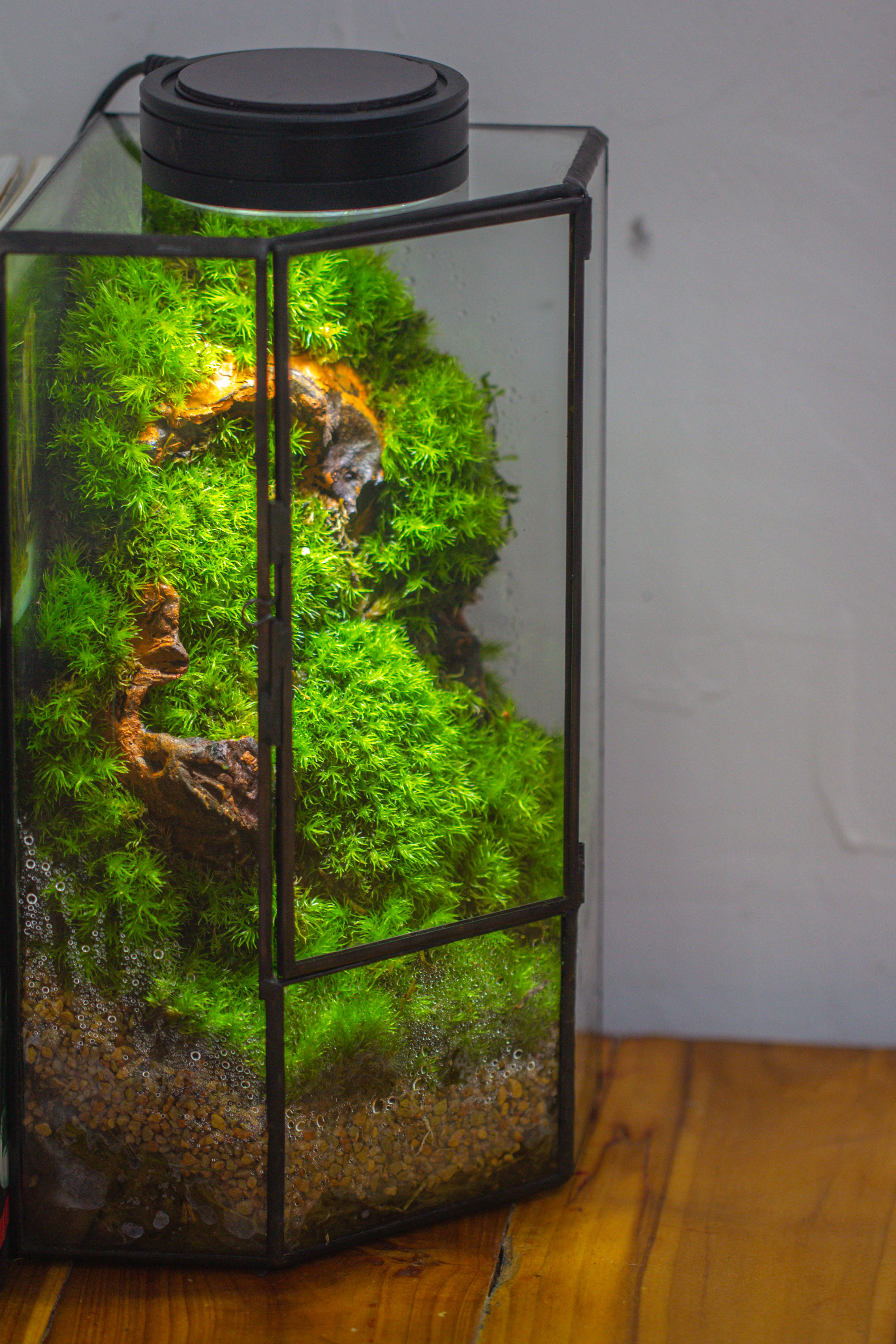 Small Version Handmade Glass Terrarium with Door for Plant, Moss Wall, Closed Geometric Tin Pentagon Planter - NCYPgarden