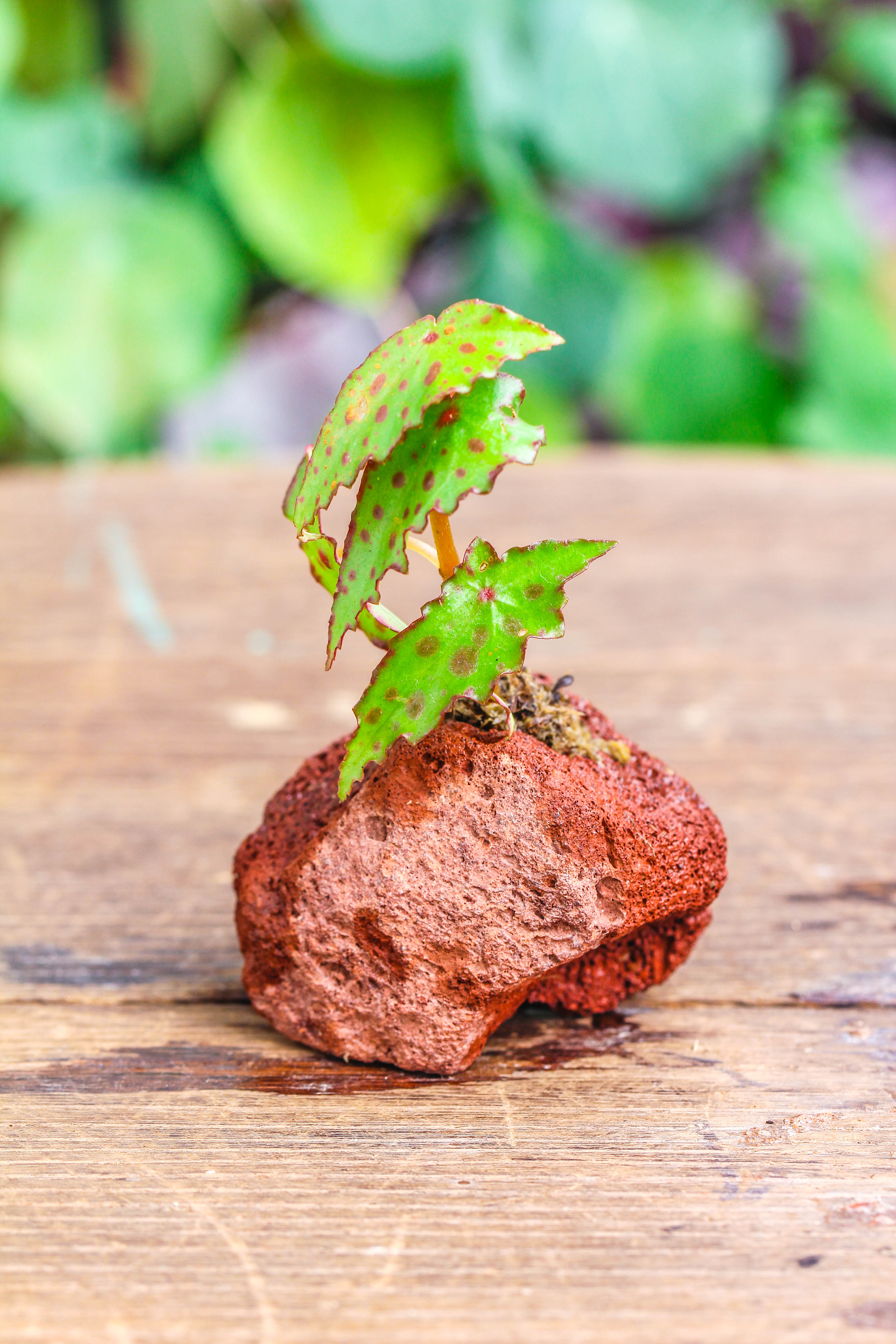 5-8cm Red Horticultural Lava Rock Volcanic Rock for Terrarium, Bonsai Landscape, 500g - NCYPgarden