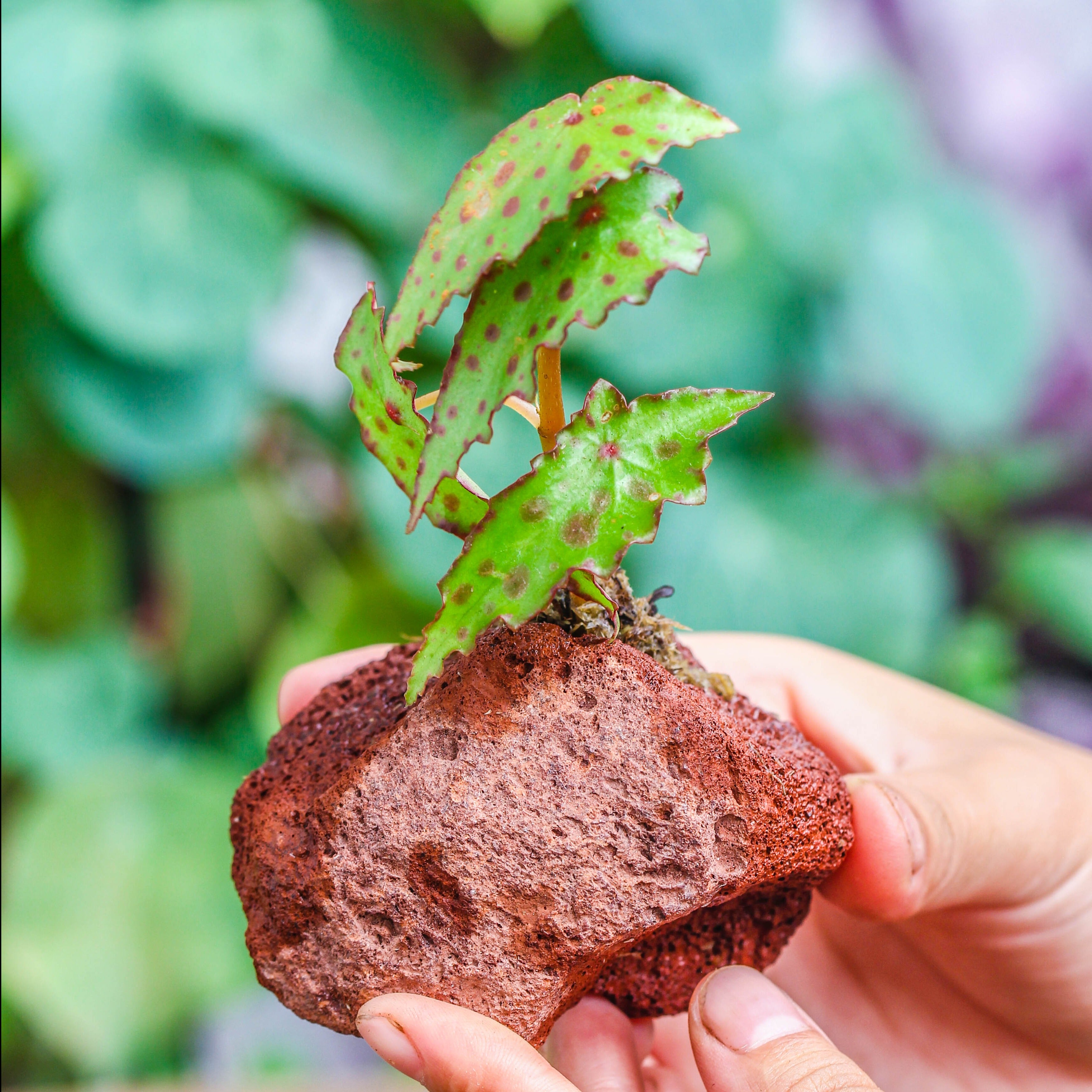 5-8cm Red Horticultural Lava Rock Volcanic Rock for Terrarium, Bonsai Landscape, 500g - NCYPgarden