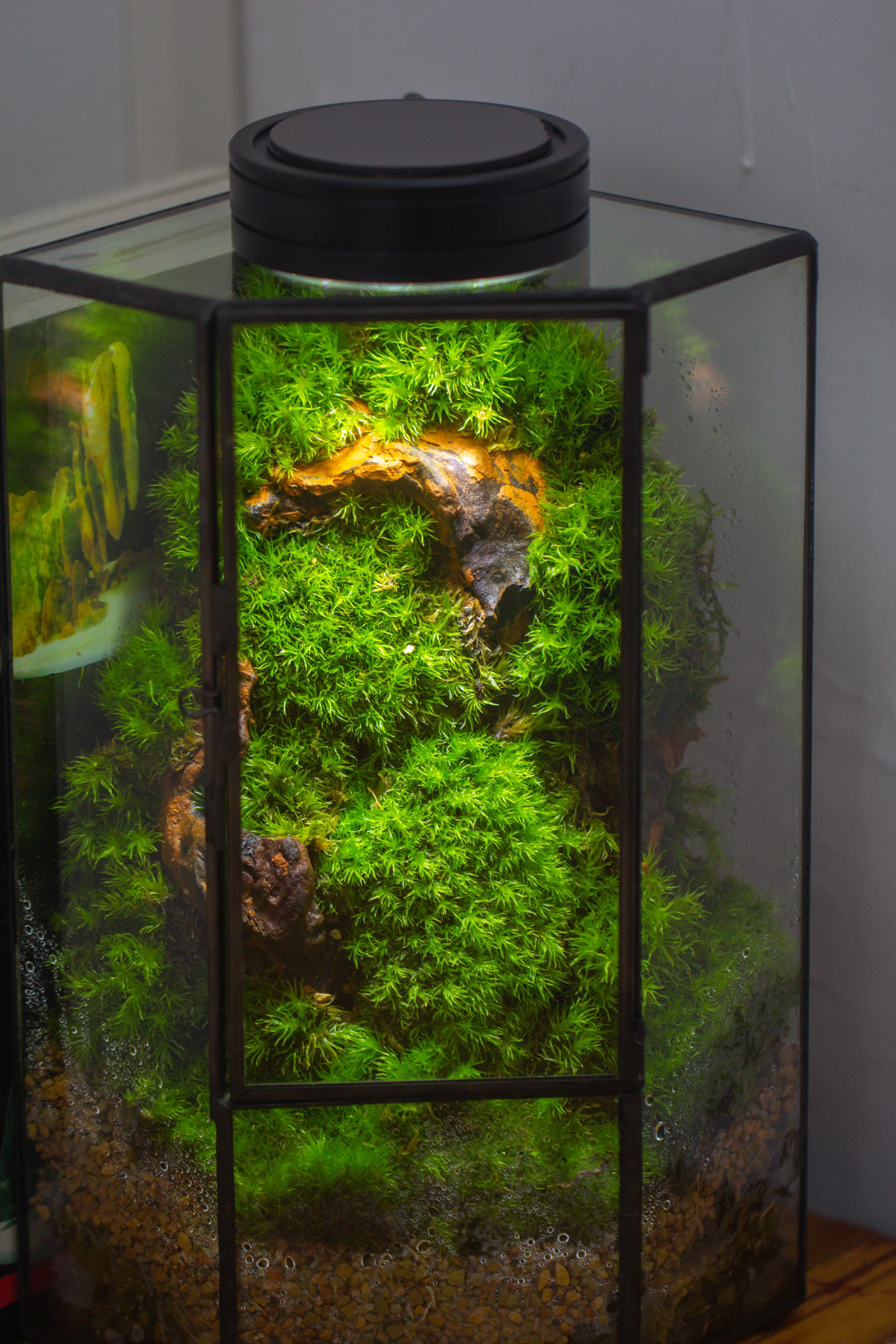 Small Version Handmade Glass Terrarium with Door for Plant, Moss Wall, Closed Geometric Tin Pentagon Planter - NCYPgarden