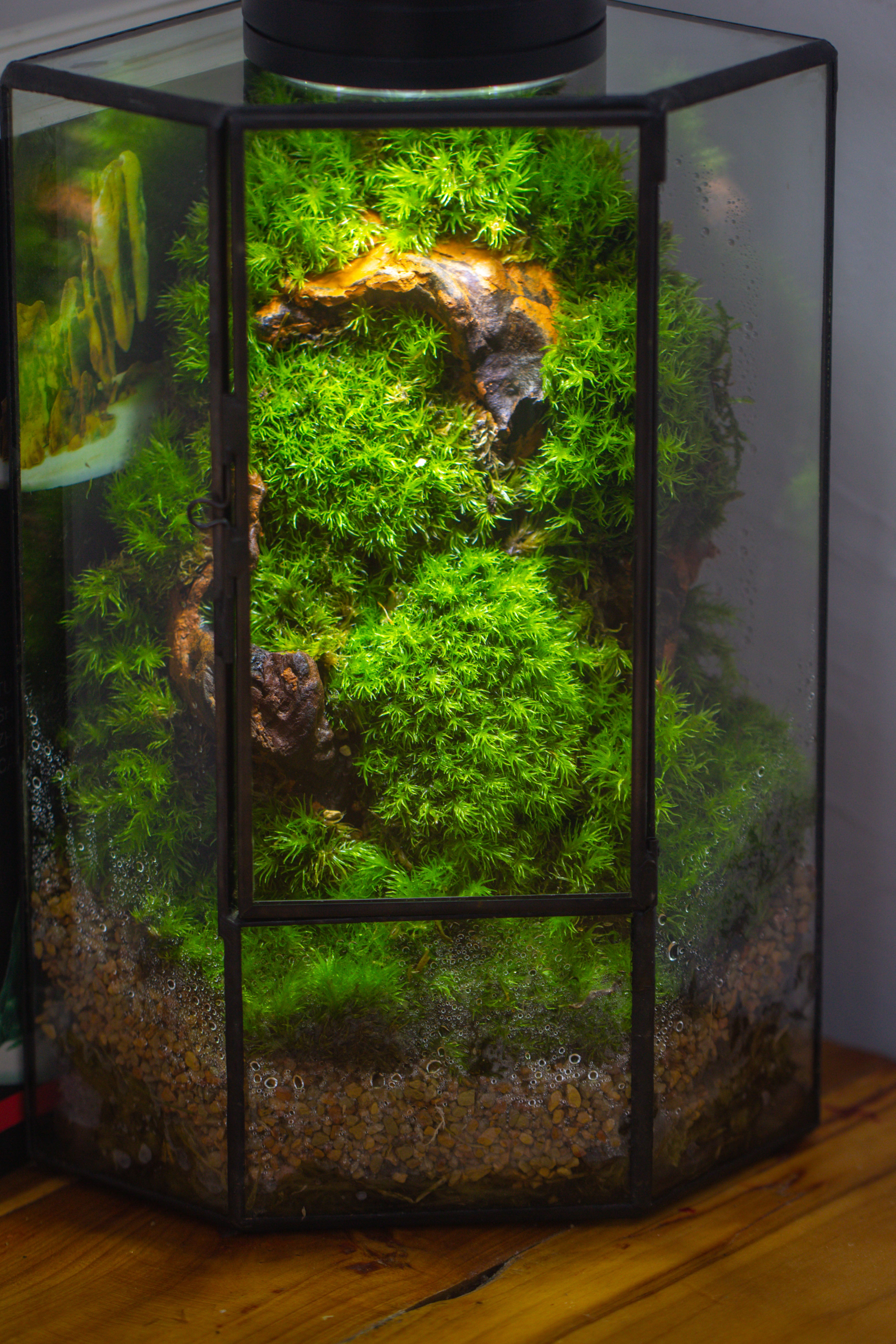 Small Version Handmade Glass Terrarium with Door for Plant, Moss Wall, Closed Geometric Tin Pentagon Planter - NCYPgarden