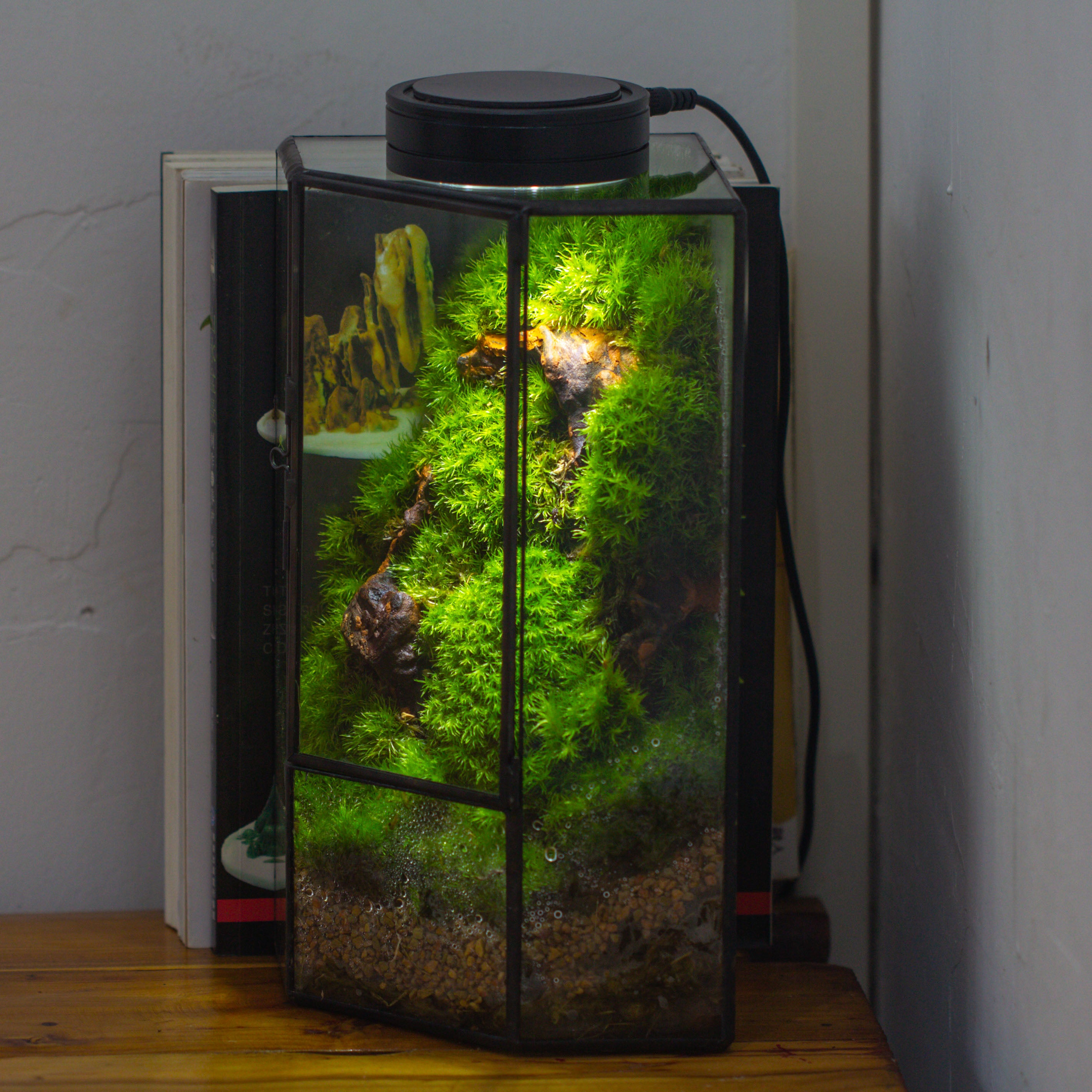 Small Version Handmade Glass Terrarium with Door for Plant, Moss Wall, Closed Geometric Tin Pentagon Planter - NCYPgarden