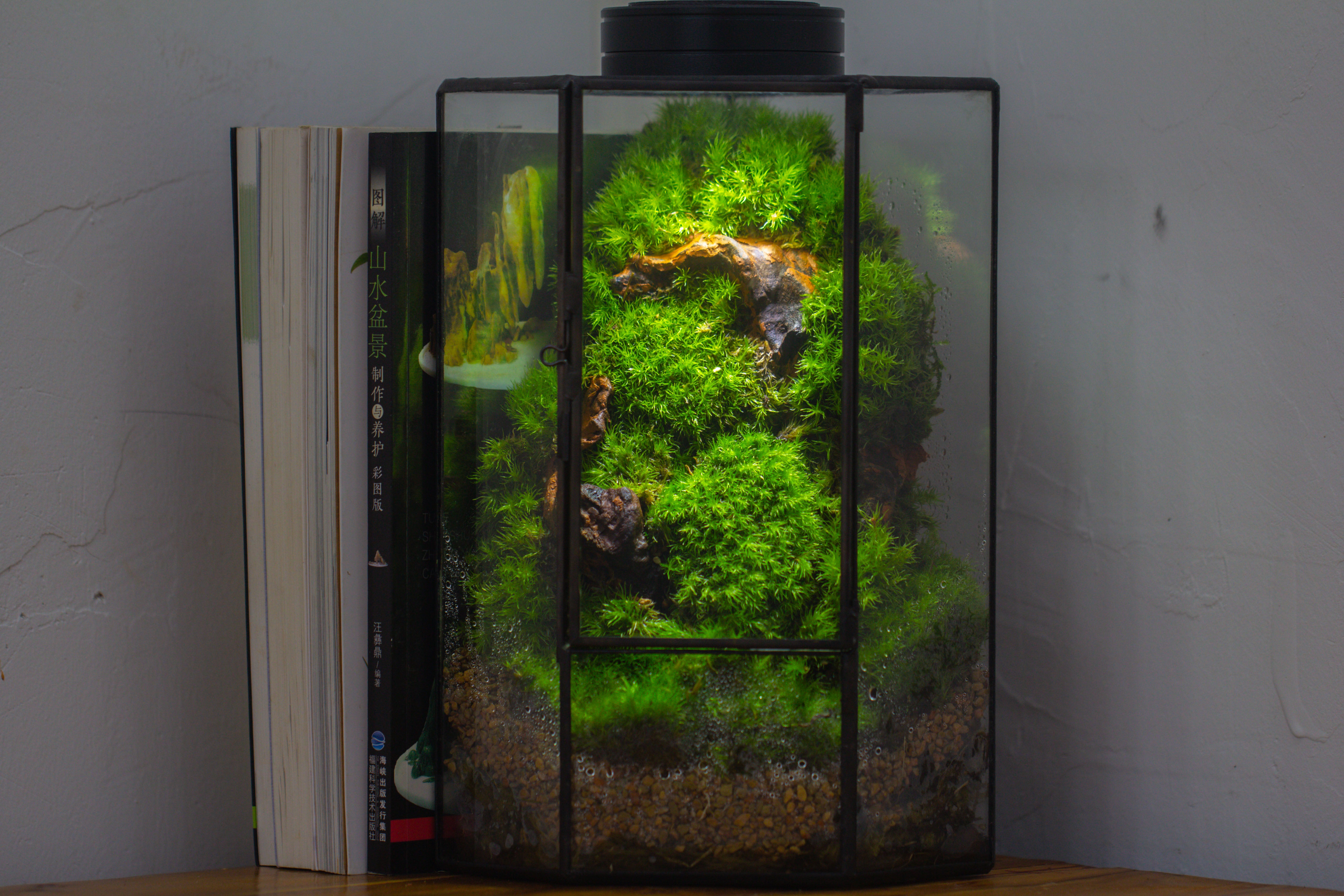 Small Version Handmade Glass Terrarium with Door for Plant, Moss Wall, Closed Geometric Tin Pentagon Planter - NCYPgarden