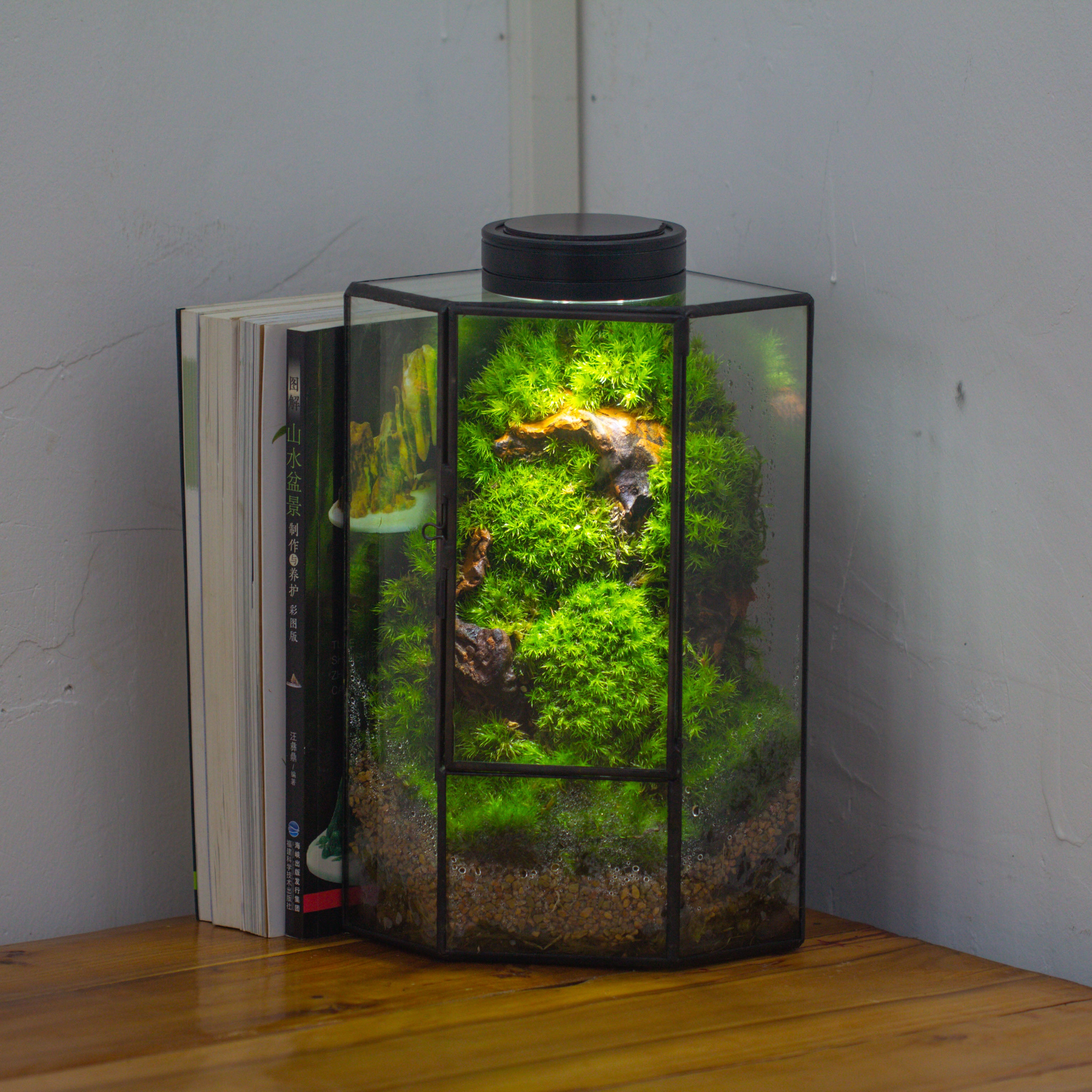 Small Version Handmade Glass Terrarium with Door for Plant, Moss Wall, Closed Geometric Tin Pentagon Planter - NCYPgarden