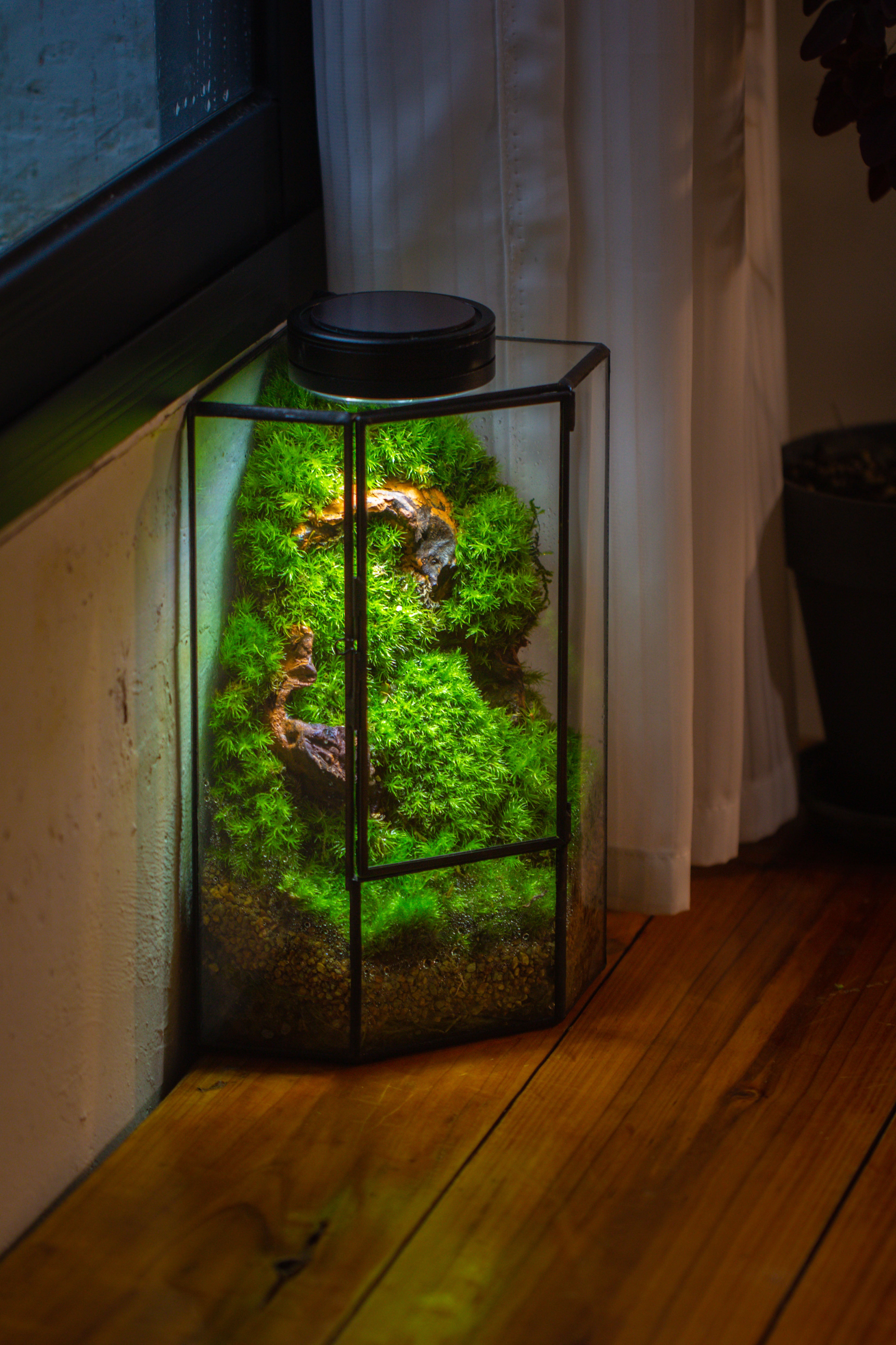 Small Version Handmade Glass Terrarium with Door for Plant, Moss Wall, Closed Geometric Tin Pentagon Planter - NCYPgarden