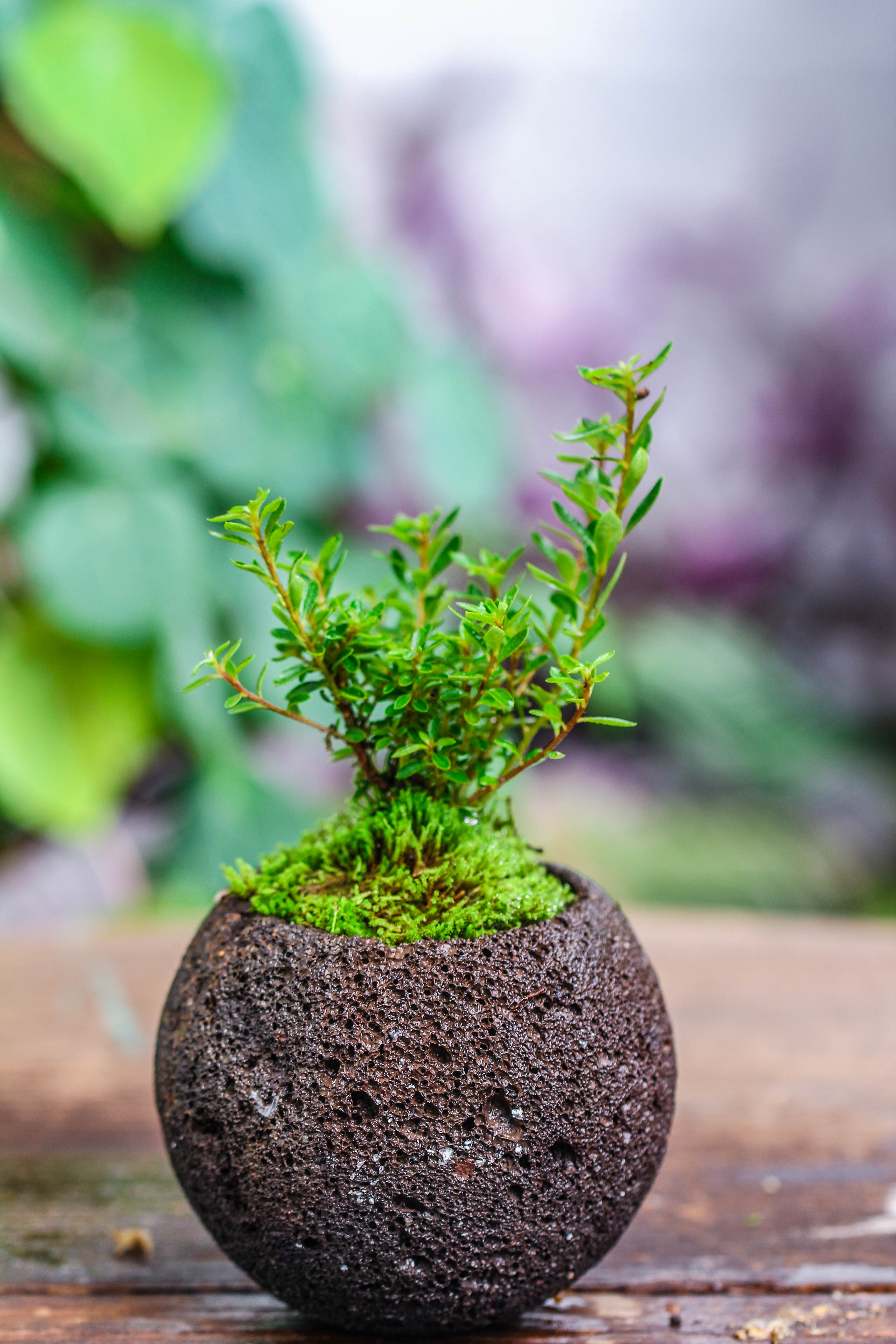9cm / 3.5" Round Red Horticultural Lava Rock Volcanic Rock Planter for succulents, moss, tropical palants, terrariums - NCYPgarden