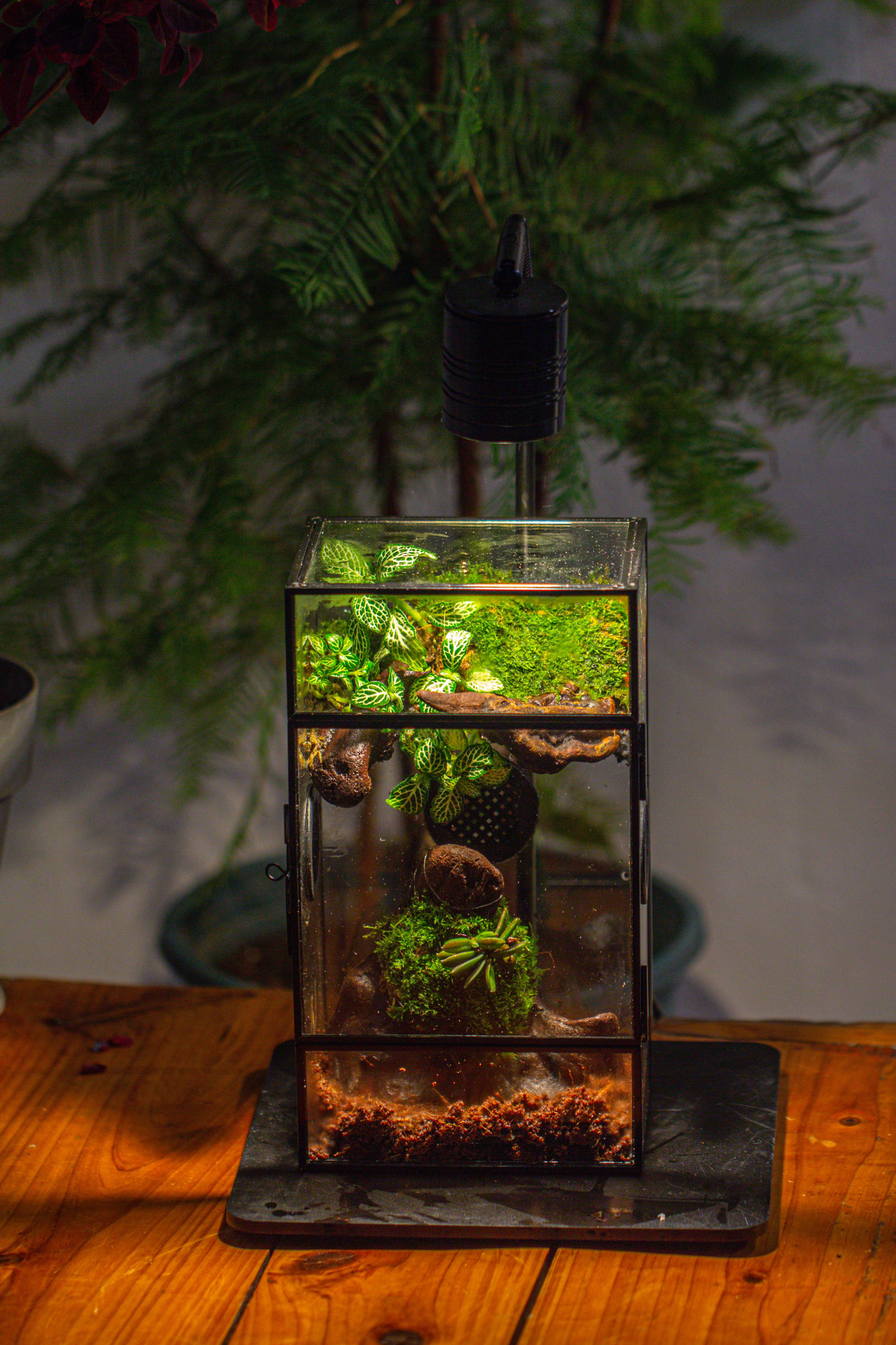 Glass Rectangle Terrarium Enclosure  for Small Insect, Jumping Spider, Snail - NCYPgarden