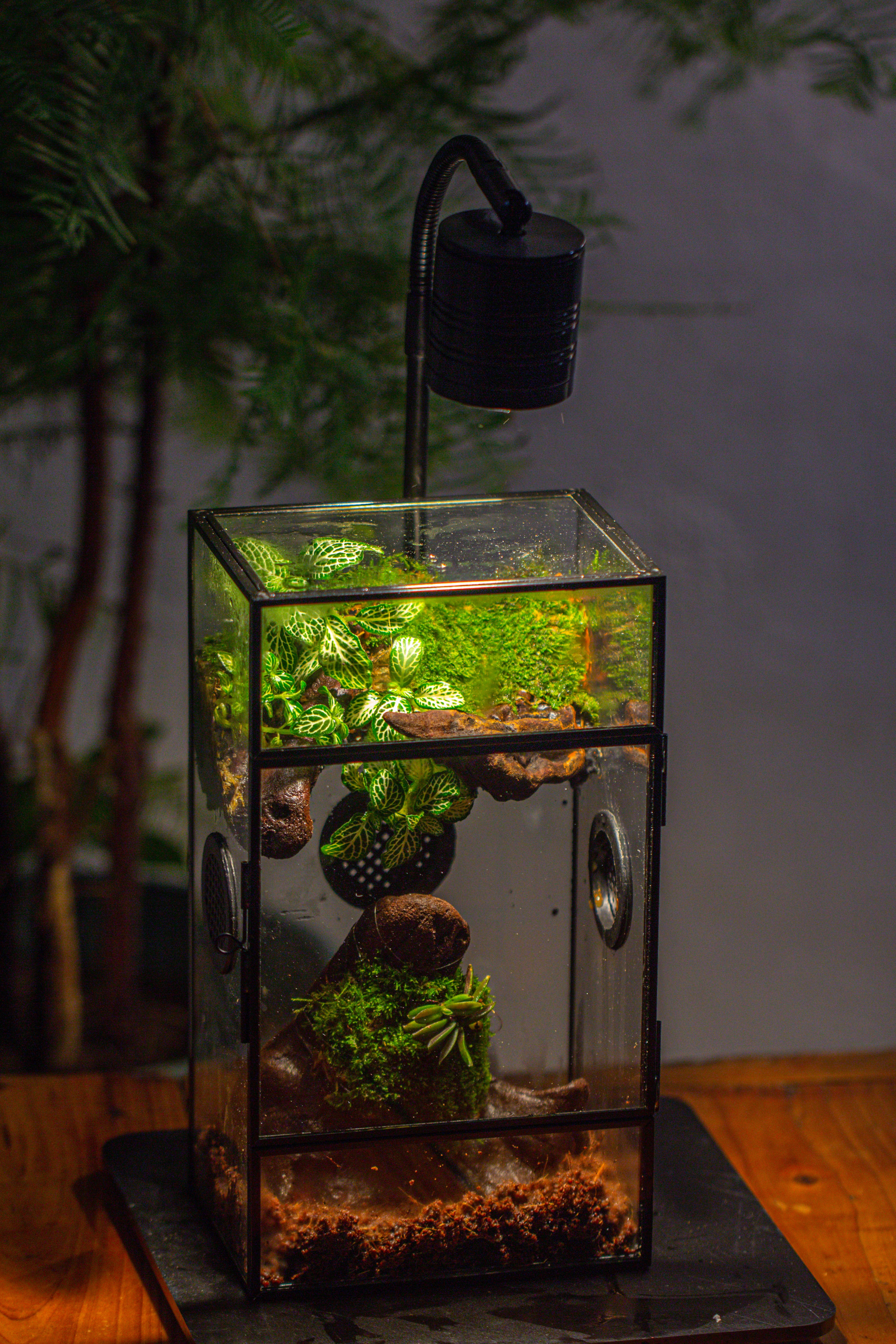 Glass Rectangle Terrarium Enclosure  for Small Insect, Jumping Spider, Snail - NCYPgarden