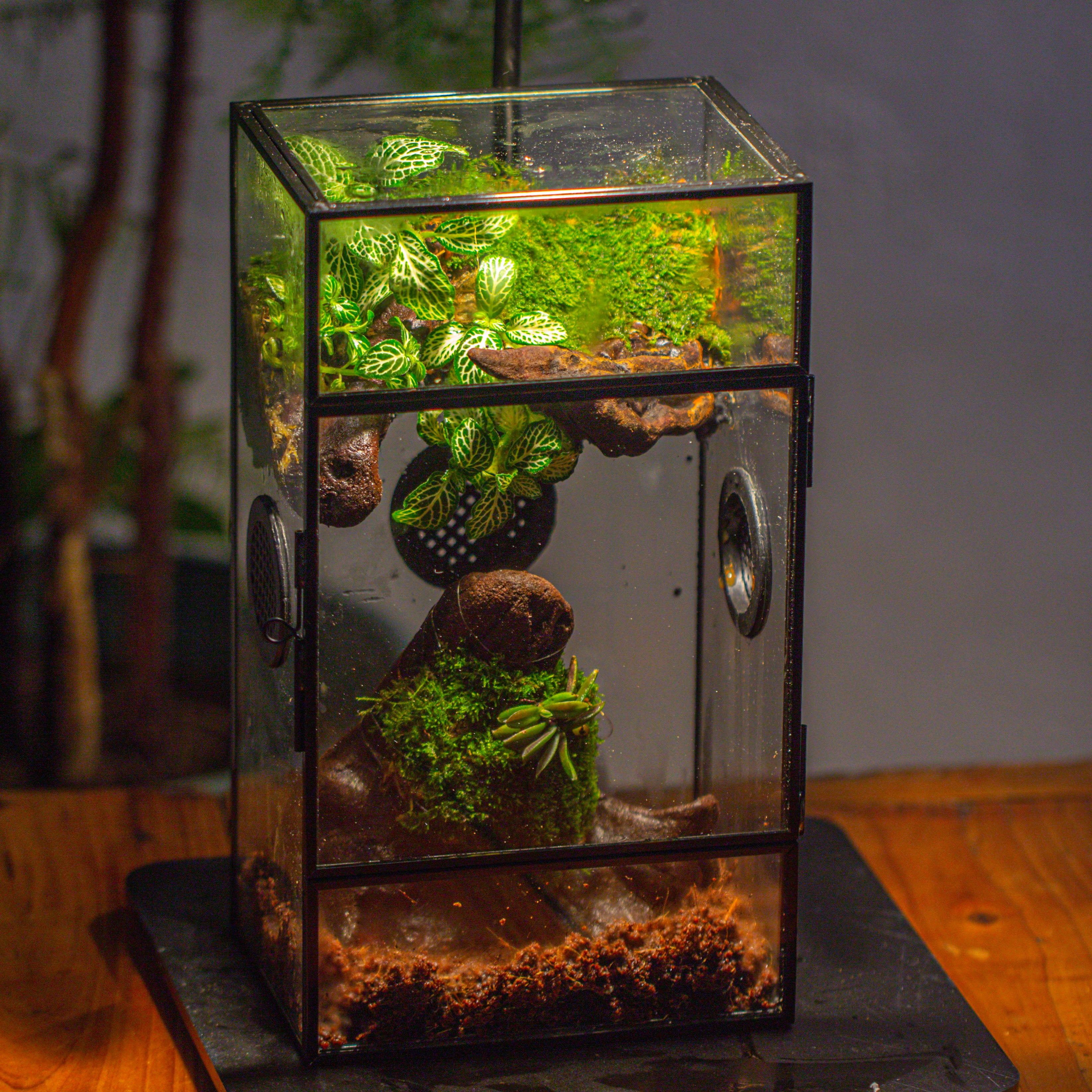 Glass Rectangle Terrarium Enclosure  for Small Insect, Jumping Spider, Snail - NCYPgarden