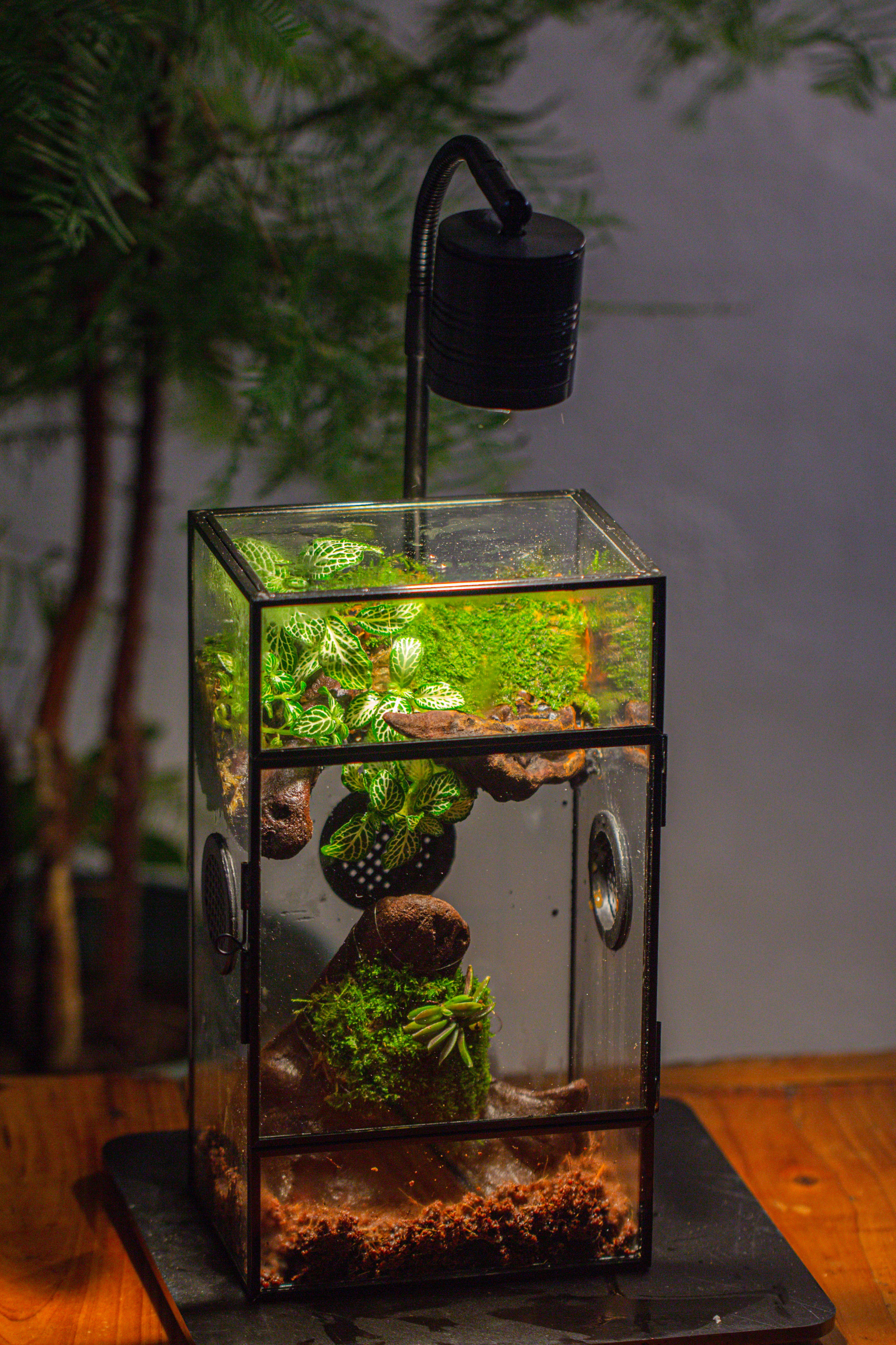 Glass Rectangle Terrarium Enclosure  for Small Insect, Jumping Spider, Snail - NCYPgarden