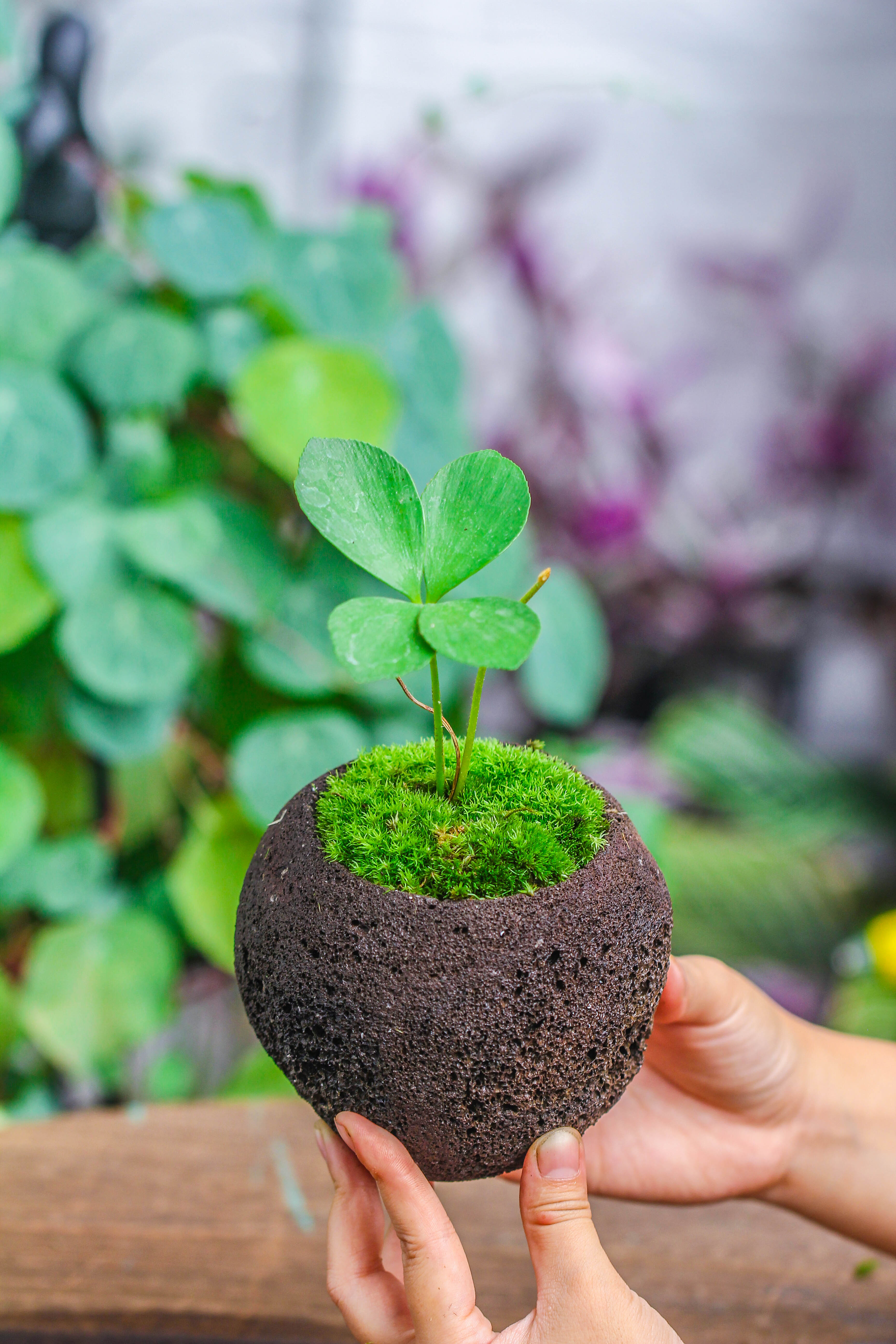 12cm / 4.7" Round Red Horticultural Lava Rock Volcanic Rock Planter for succulents, moss, tropical palants, terrariums - NCYPgarden