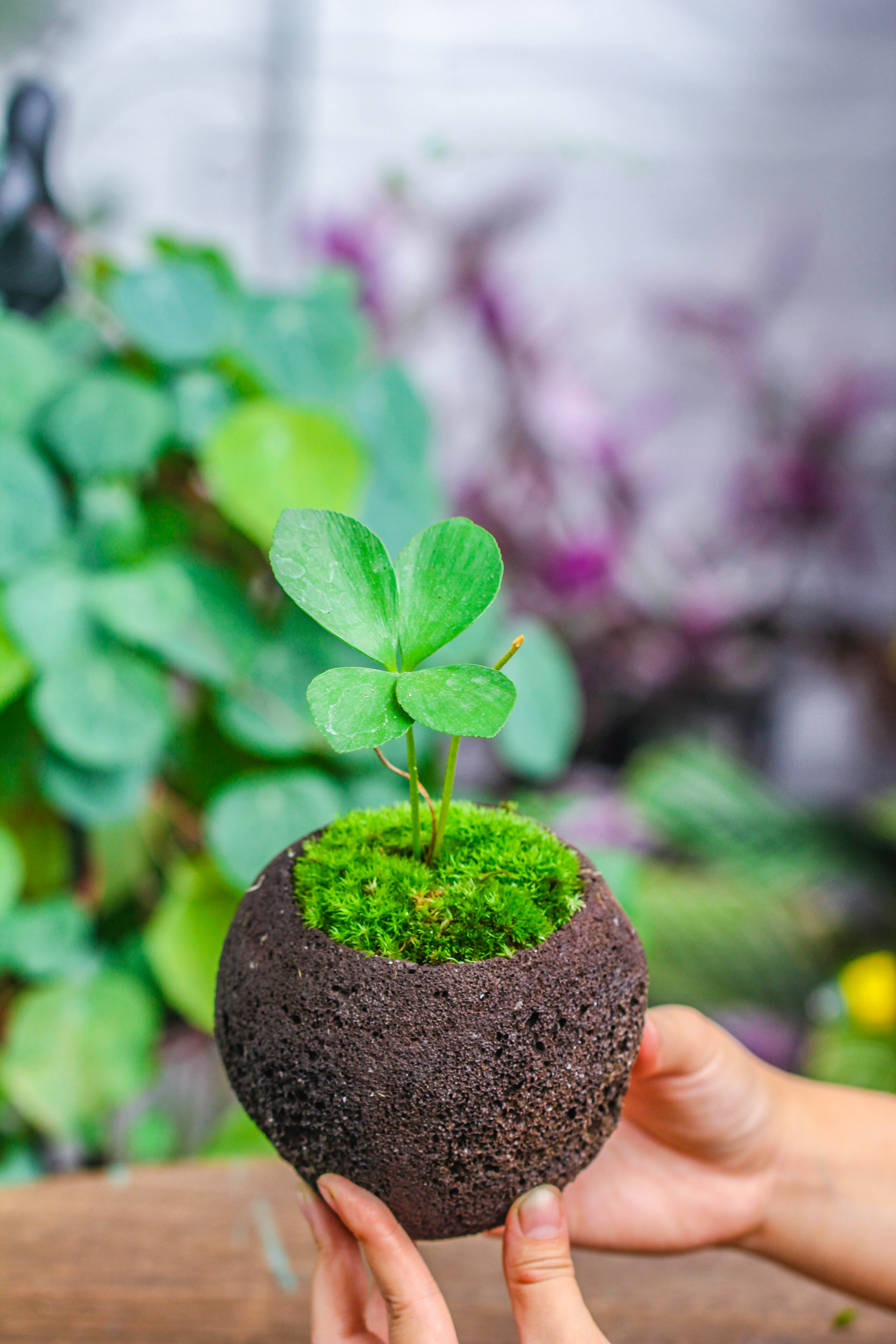 12cm / 4.7" Round Red Horticultural Lava Rock Volcanic Rock Planter for succulents, moss, tropical palants, terrariums - NCYPgarden