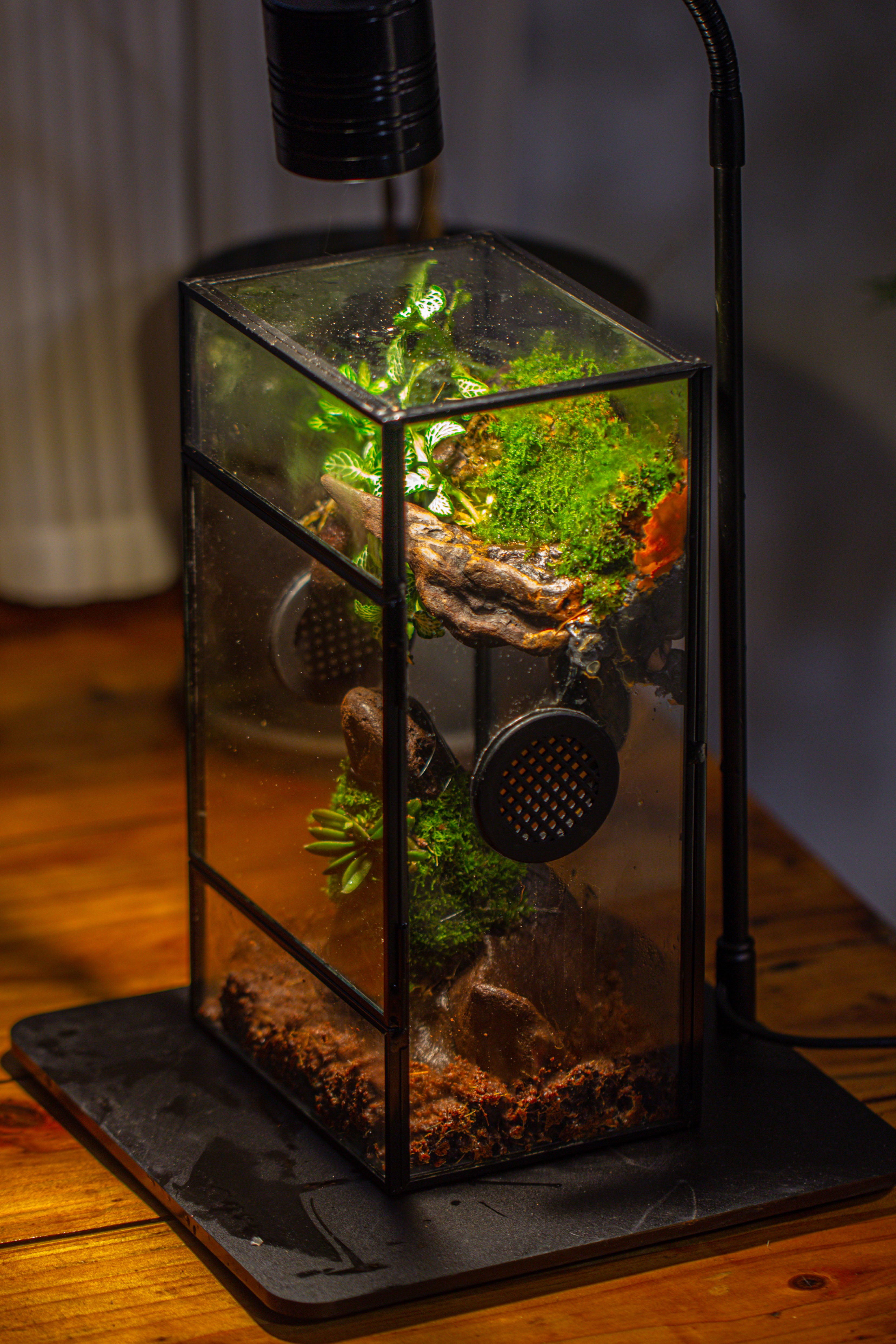 Glass Rectangle Terrarium Enclosure  for Small Insect, Jumping Spider, Snail - NCYPgarden