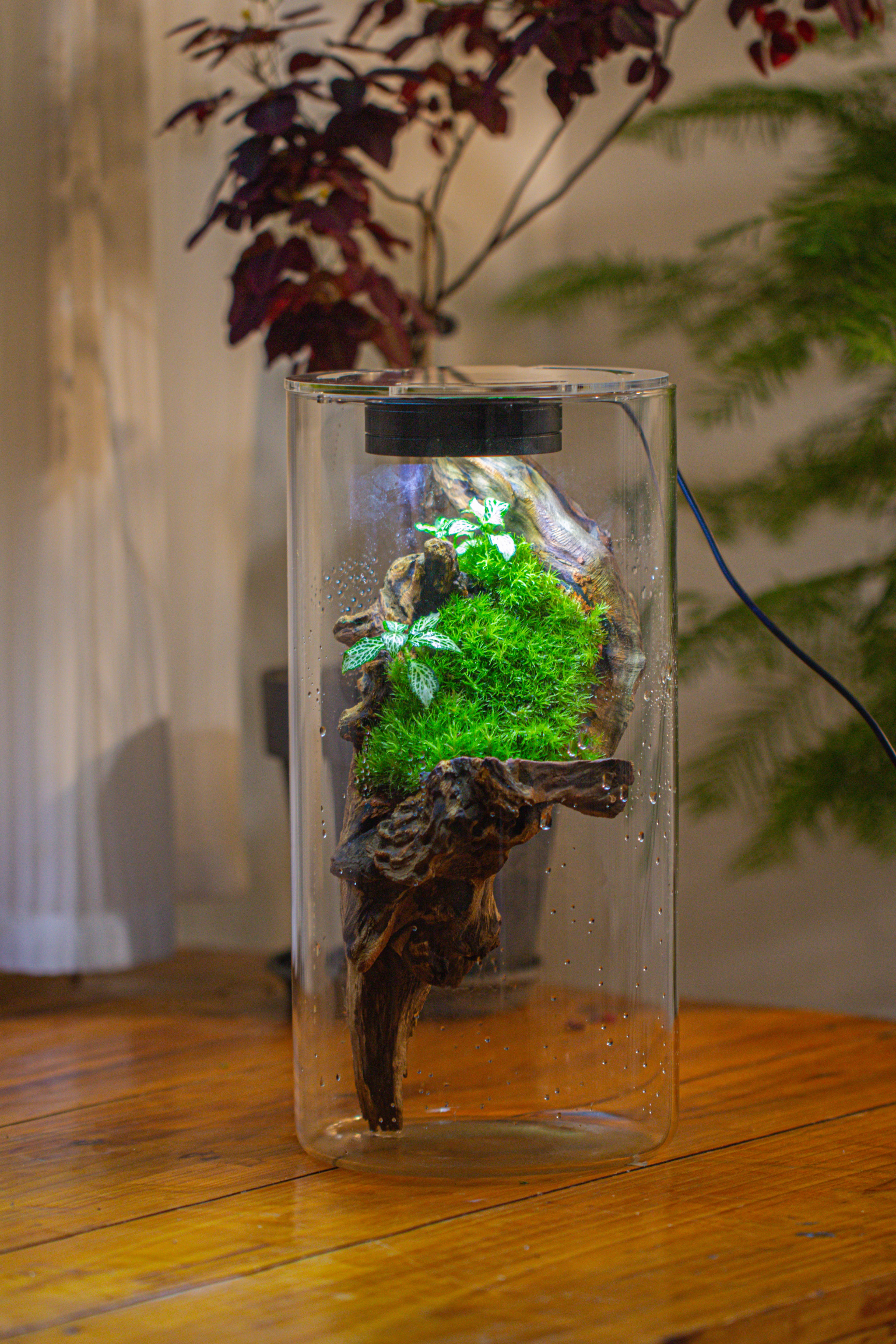 Large Cylinder Terrarium with LED Grow Lamp, Acrylic Lid Set for Bog, Carnivorous plants -15x30cm - NCYPgarden