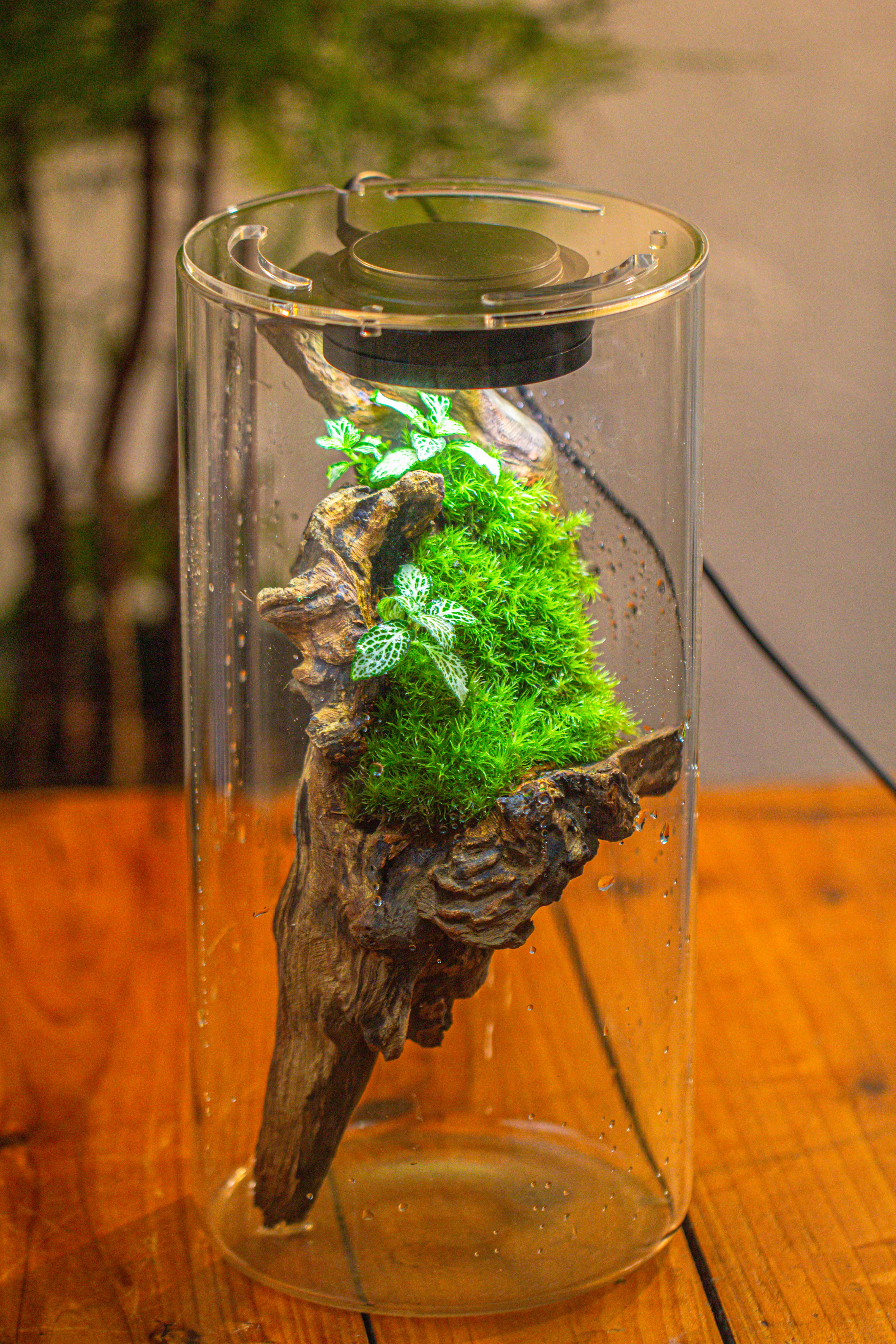 Large Cylinder Terrarium with LED Grow Lamp, Acrylic Lid Set for Bog, Carnivorous plants -15x30cm - NCYPgarden