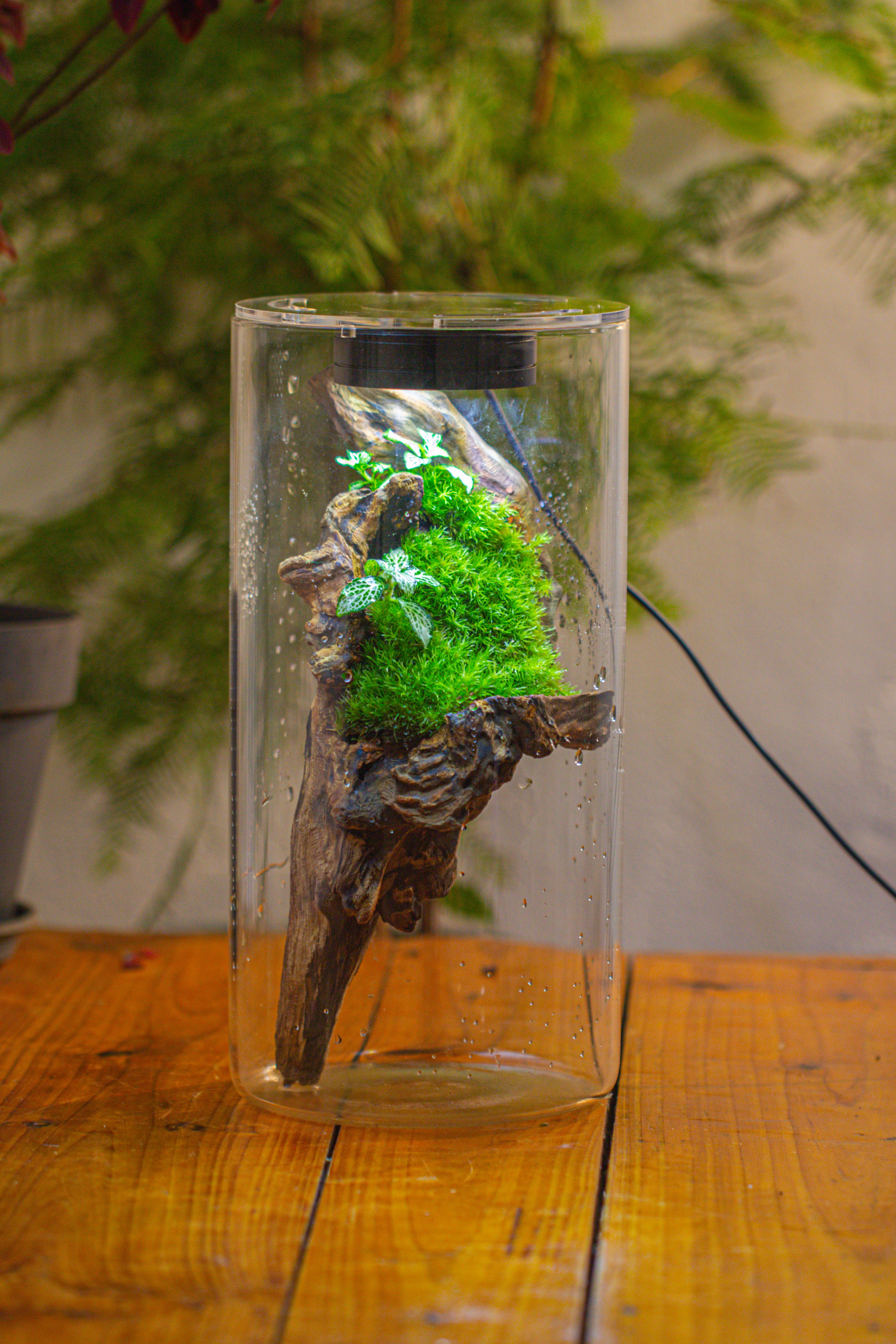 Large Cylinder Terrarium with LED Grow Lamp, Acrylic Lid Set for Bog, Carnivorous plants -15x30cm - NCYPgarden