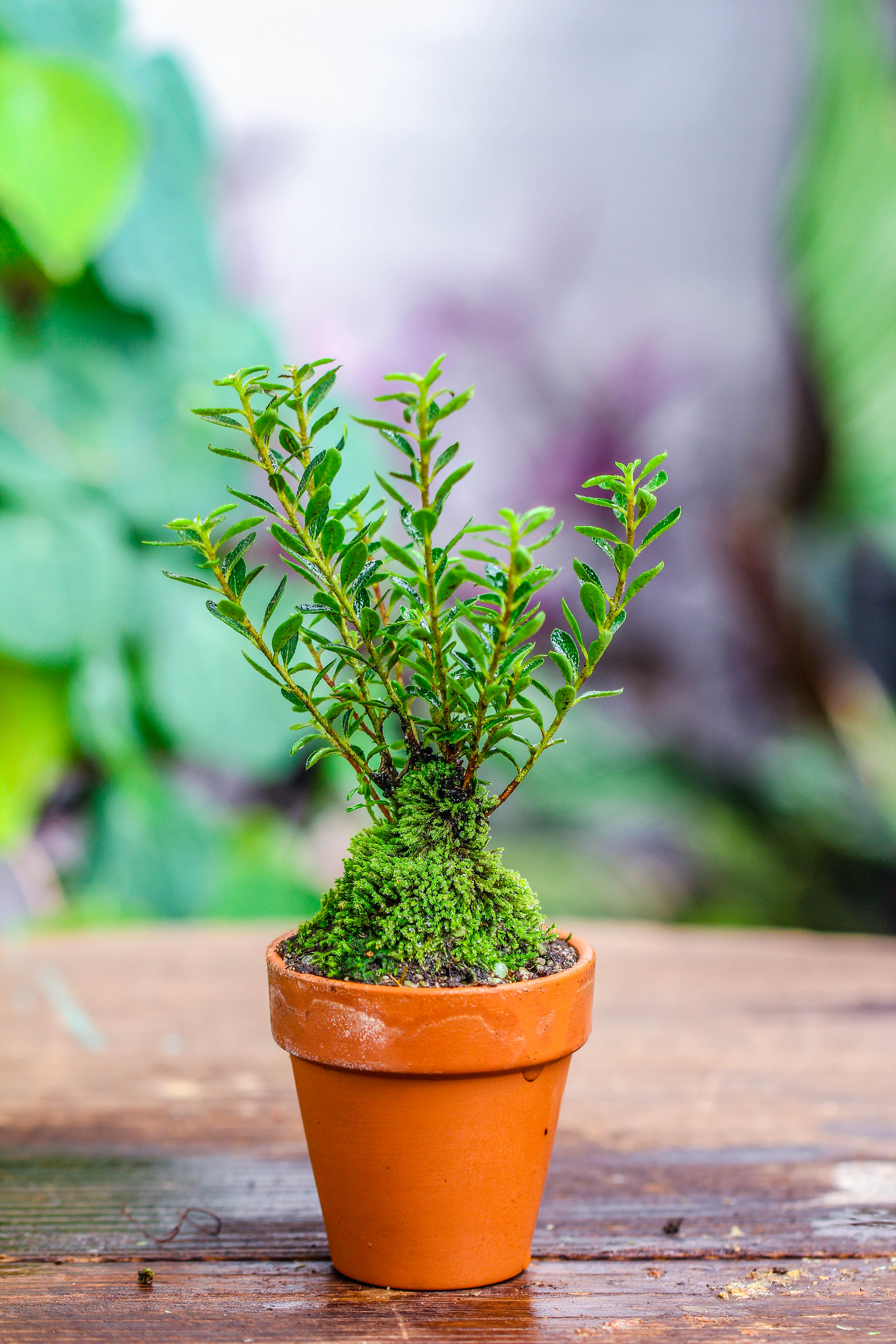 20 units Mini Red Terracotta Pot for Succulents & Moss – 4cm Height, 4.8cm Diameter - NCYPgarden