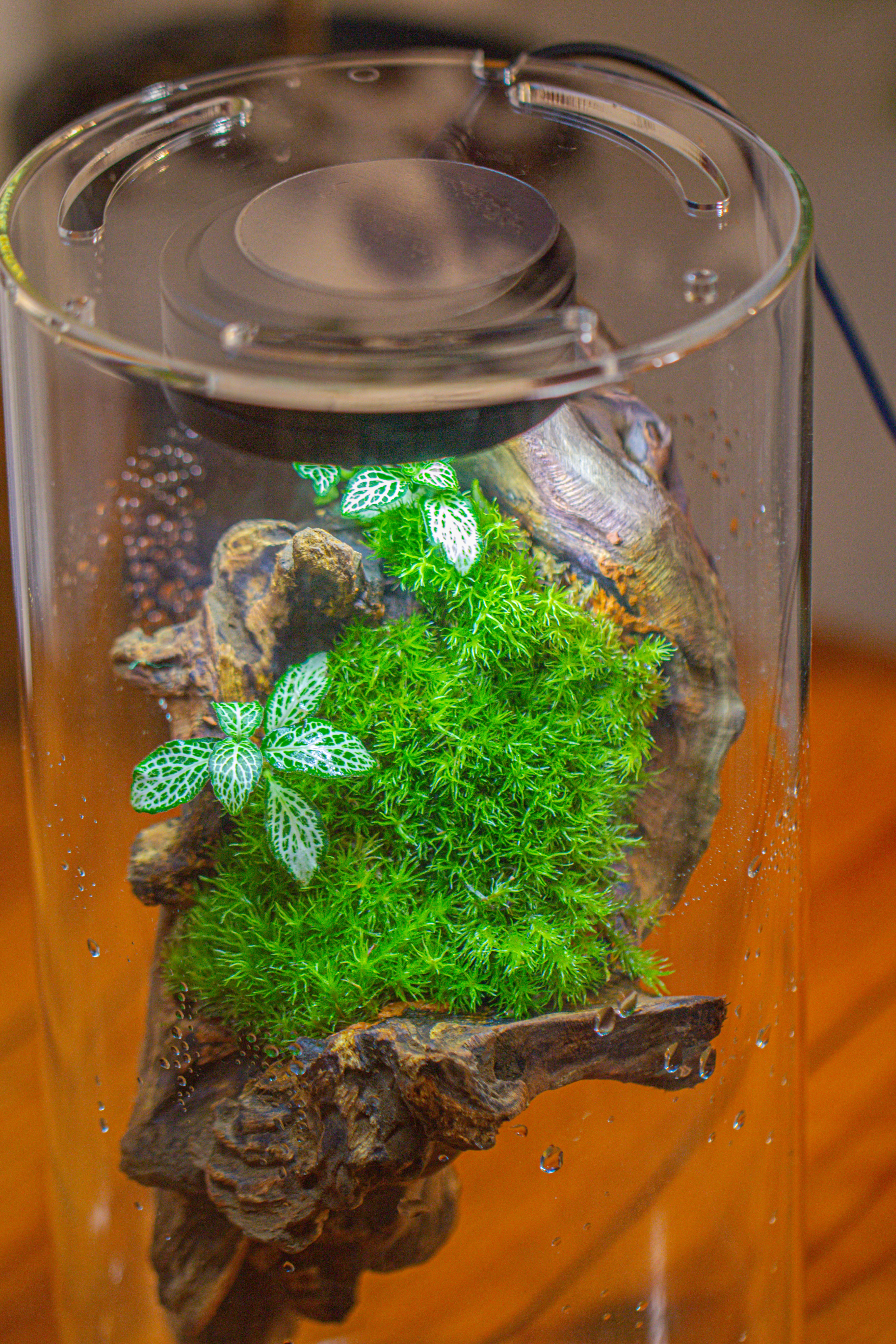 Large Cylinder Terrarium with LED Grow Lamp, Acrylic Lid Set for Bog, Carnivorous plants -15x30cm - NCYPgarden