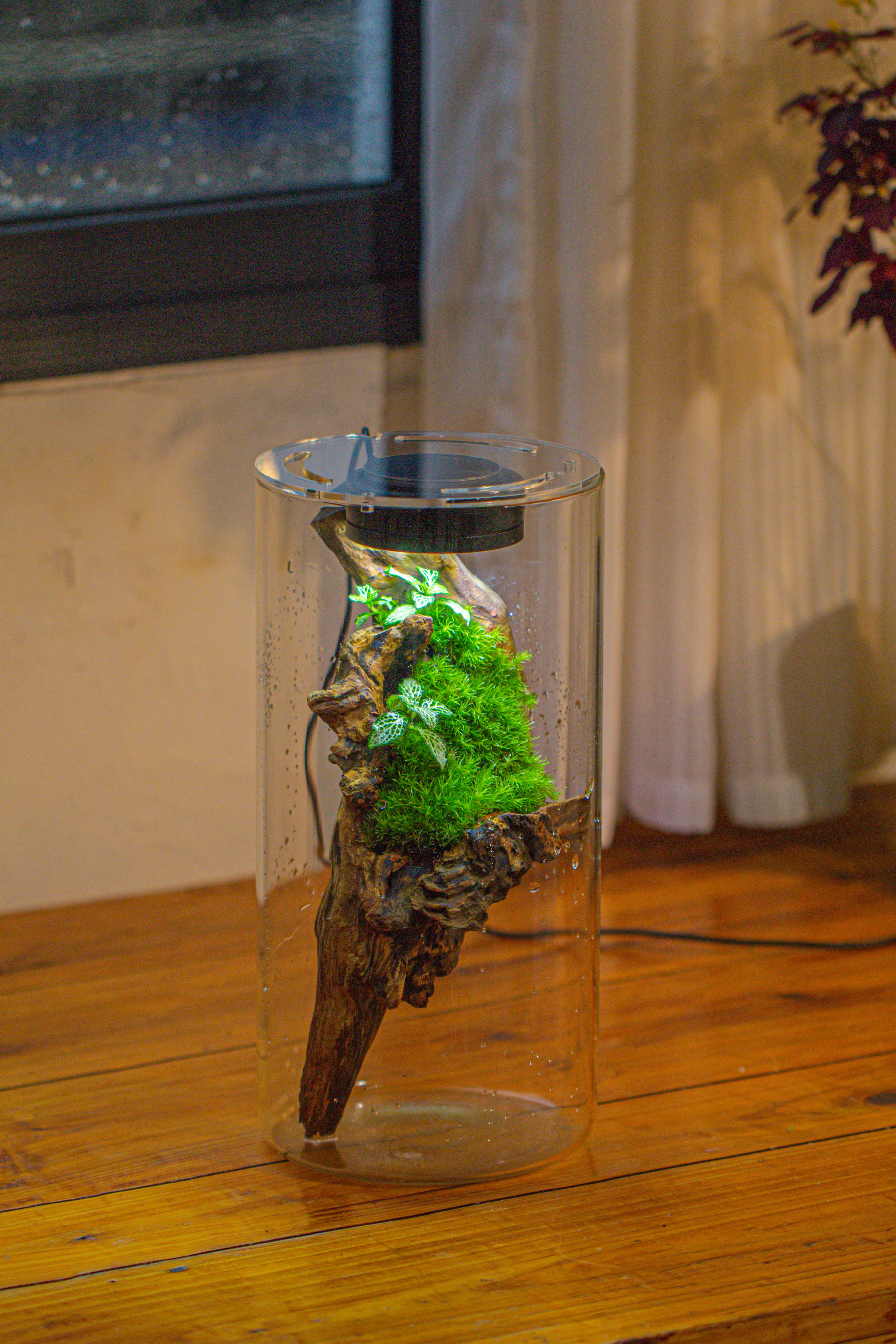 Large Cylinder Terrarium with LED Grow Lamp, Acrylic Lid Set for Bog, Carnivorous plants -15x30cm - NCYPgarden