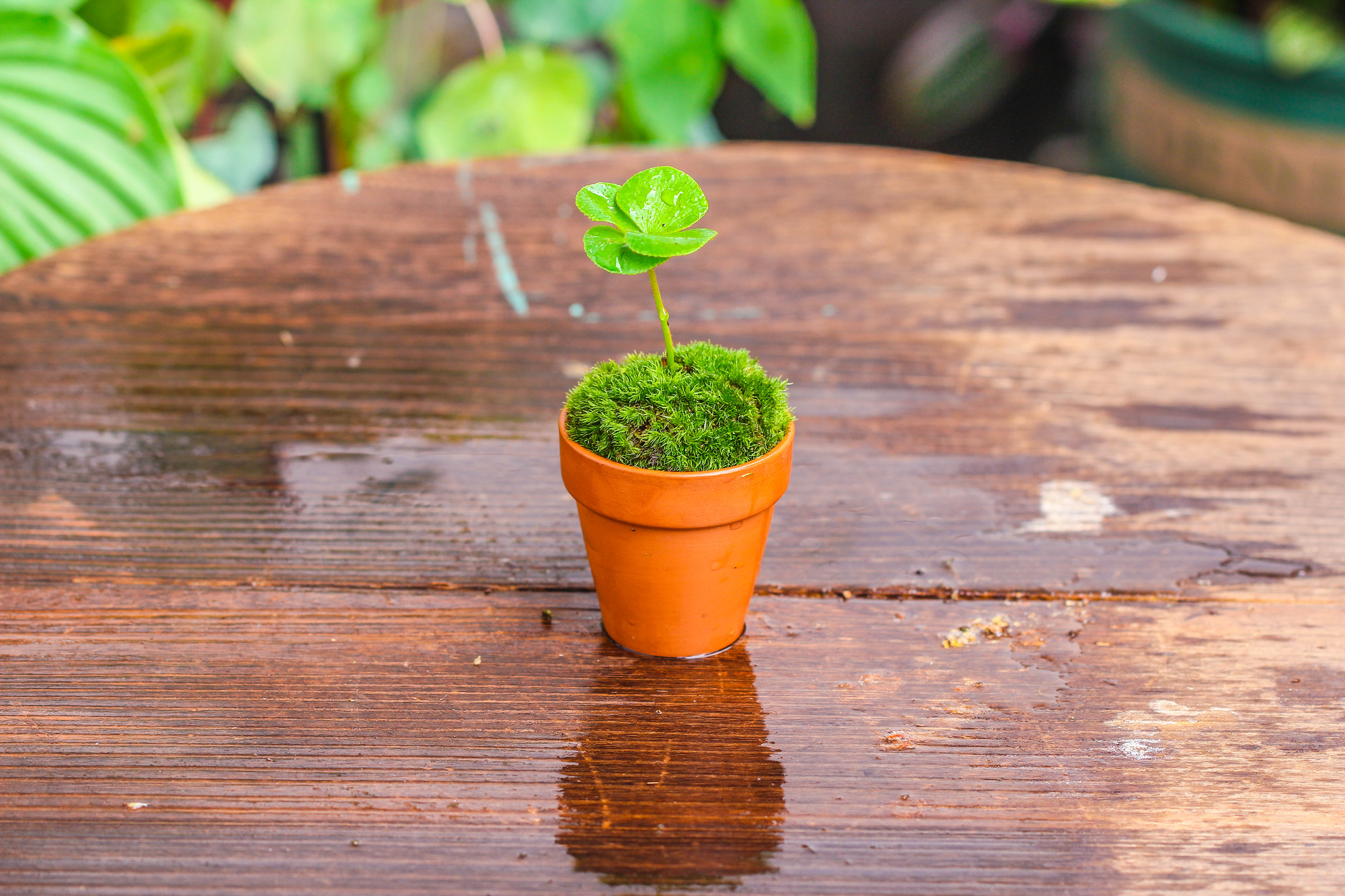 20 units Mini Red Terracotta Pot for Succulents & Moss – 4cm Height, 4.8cm Diameter - NCYPgarden