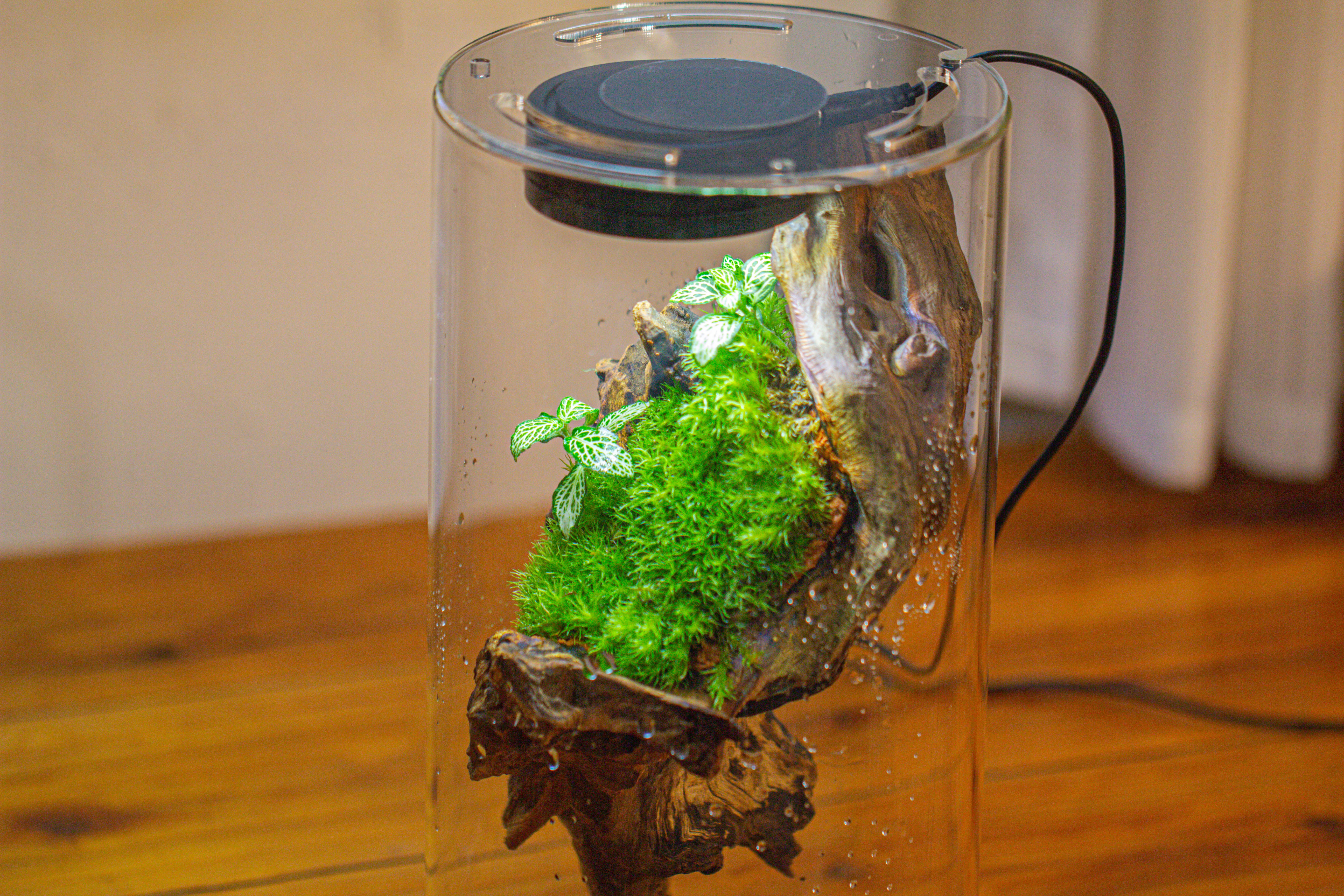 Large Cylinder Terrarium with LED Grow Lamp, Acrylic Lid Set for Bog, Carnivorous plants -15x30cm - NCYPgarden