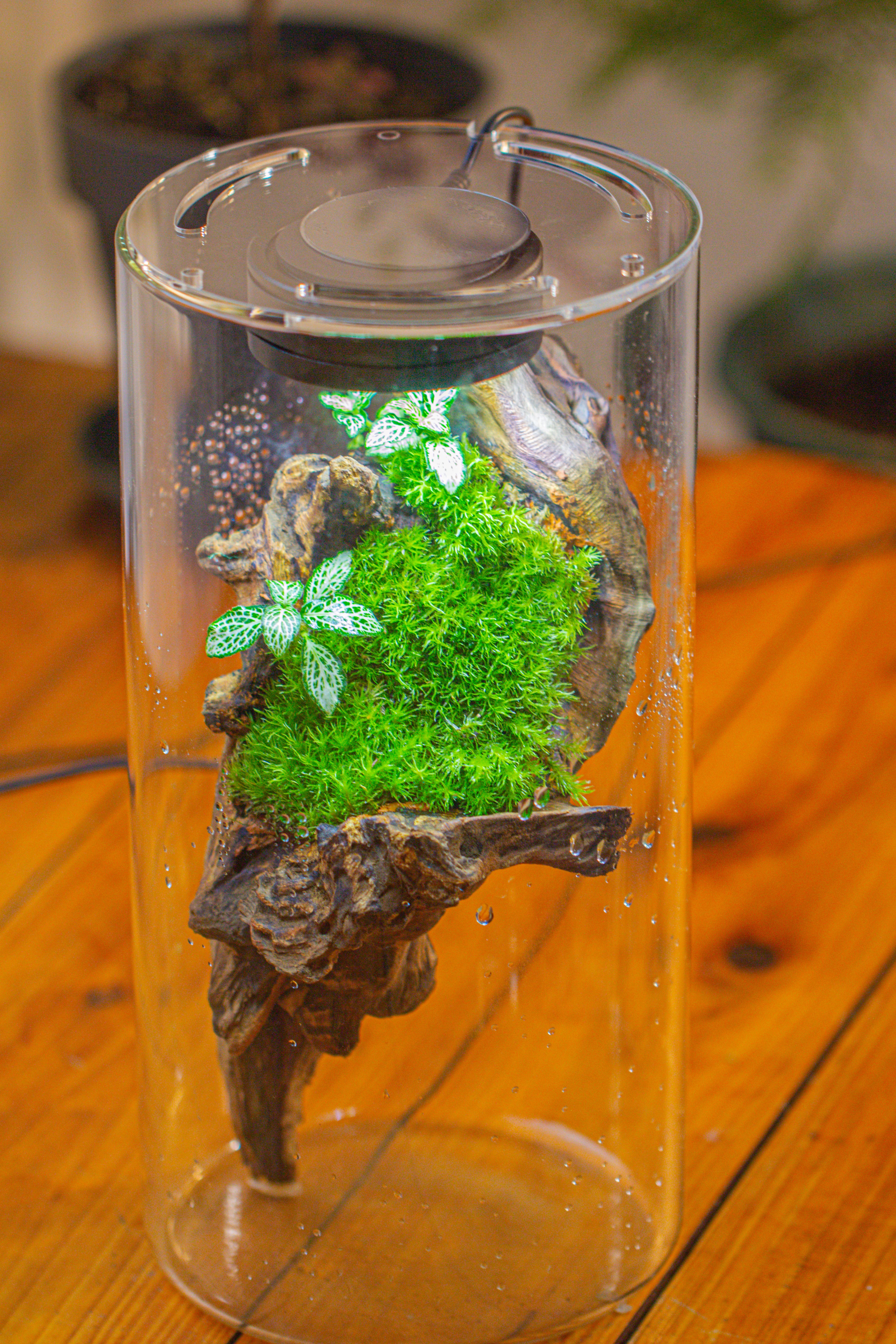 Large Cylinder Terrarium with LED Grow Lamp, Acrylic Lid Set for Bog, Carnivorous plants -15x30cm - NCYPgarden