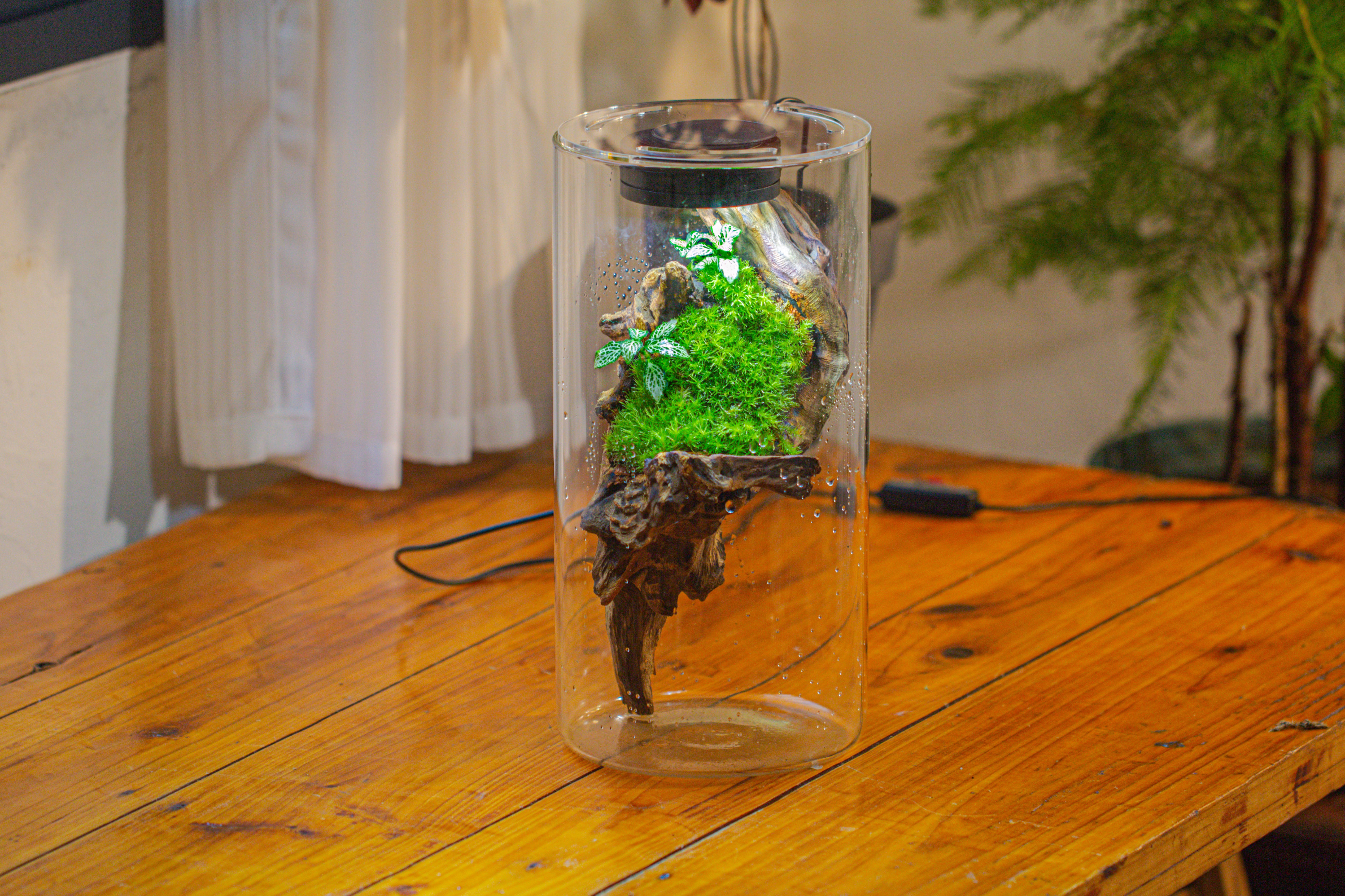 Large Cylinder Terrarium with LED Grow Lamp, Acrylic Lid Set for Bog, Carnivorous plants -15x30cm - NCYPgarden