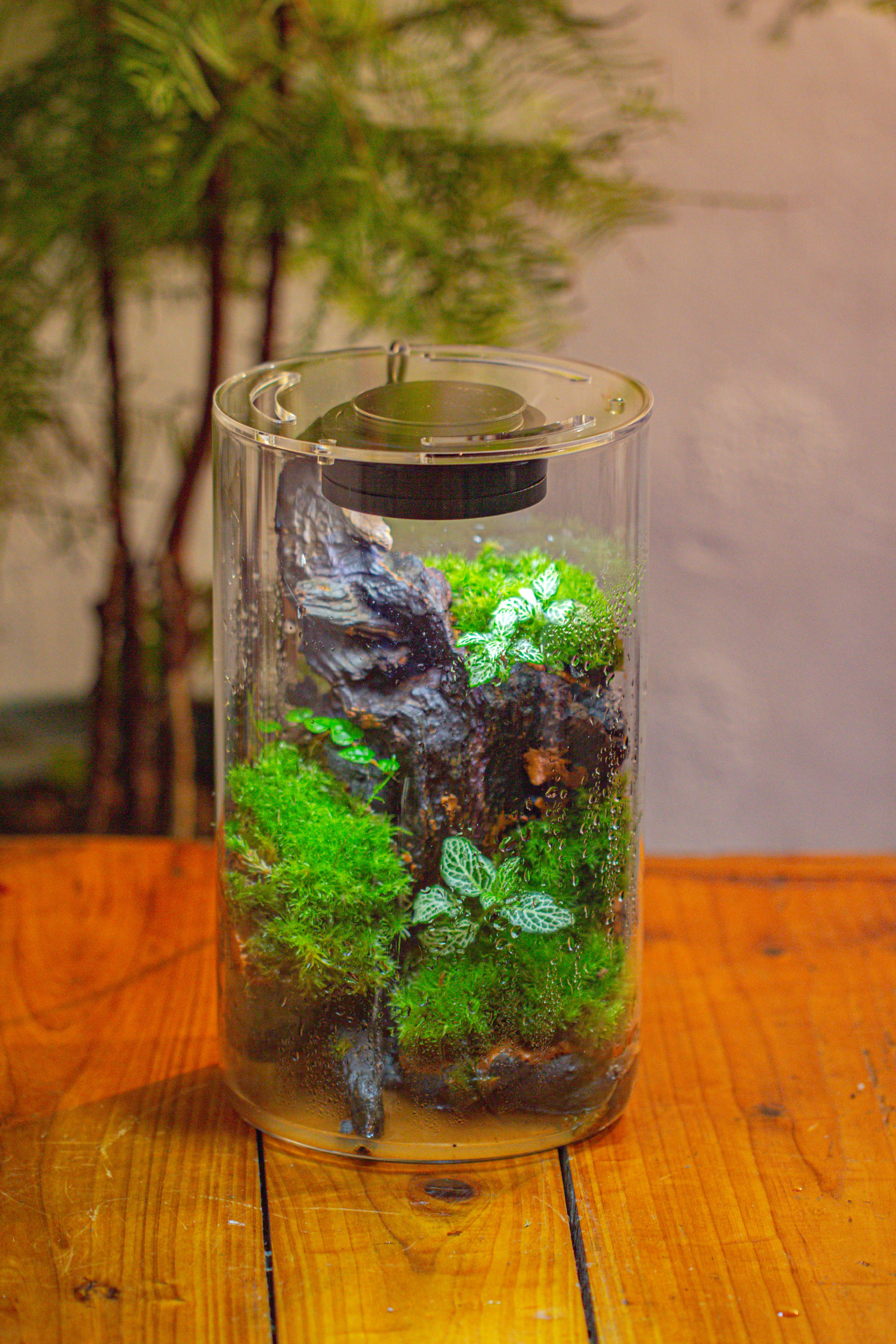 Medium Cylinder Terrarium with LED Grow Lamp, Acrylic Lid Set for Bog, Carnivorous plants -15x25cm - NCYPgarden